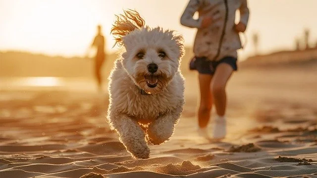 bichon-7865390_640.jpg