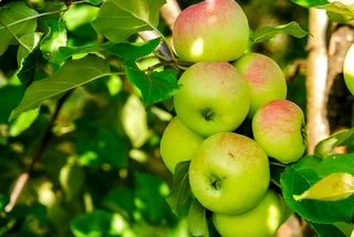 115b.JPG