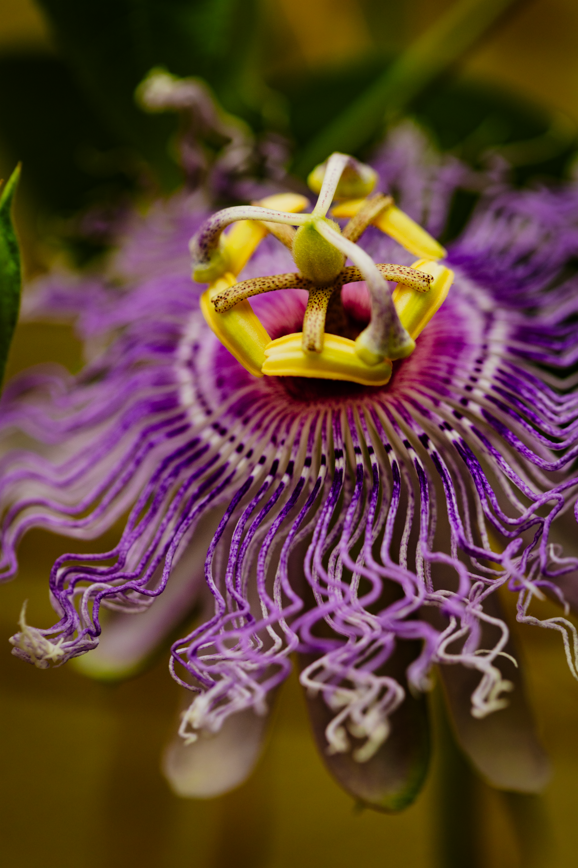 Weird Pretty Flower.png