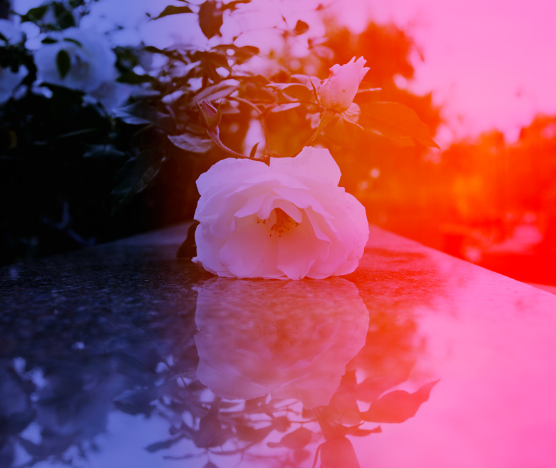 flower-on-marble.jpg