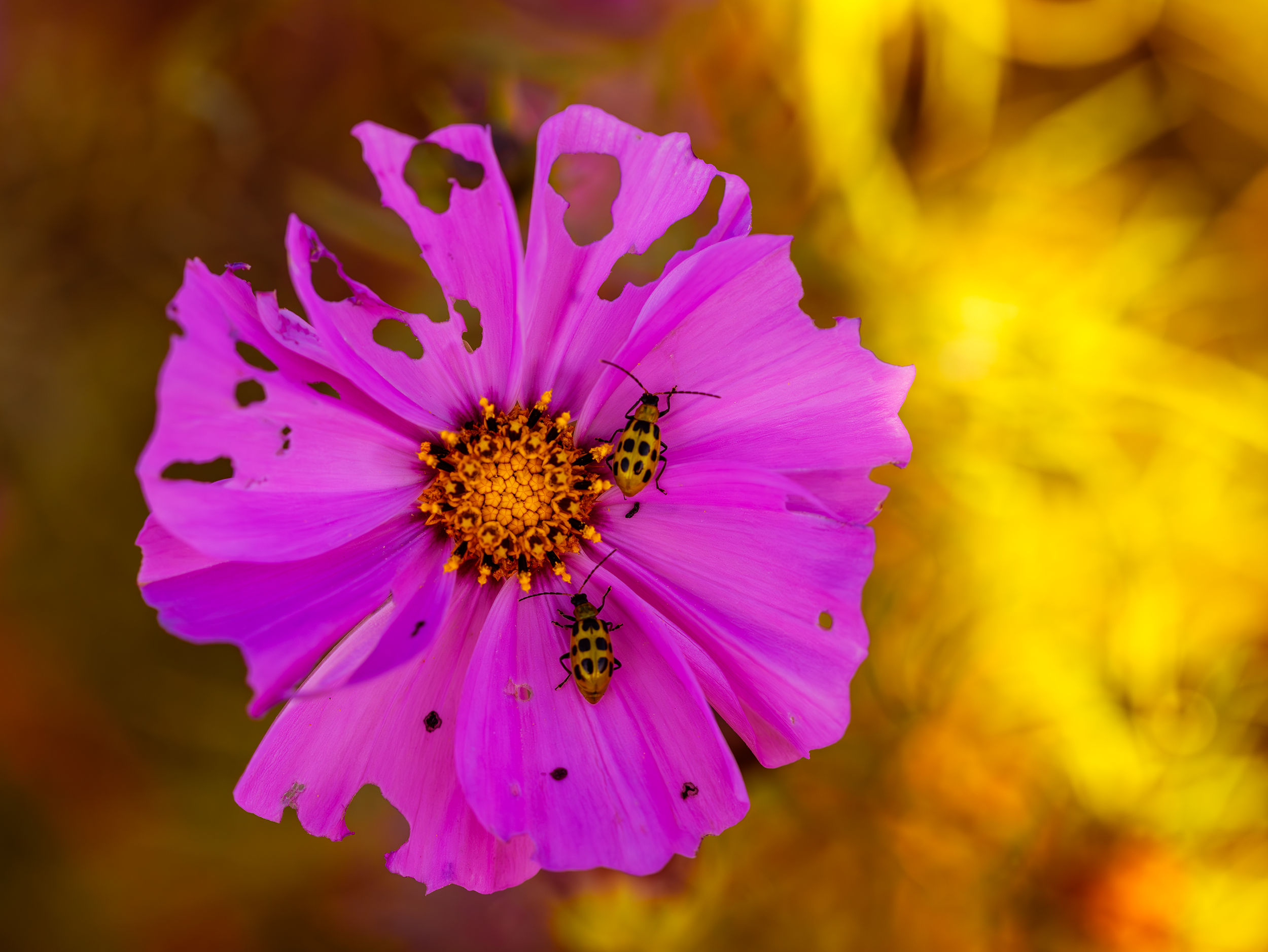 Pink flower in Anapolis 3.png