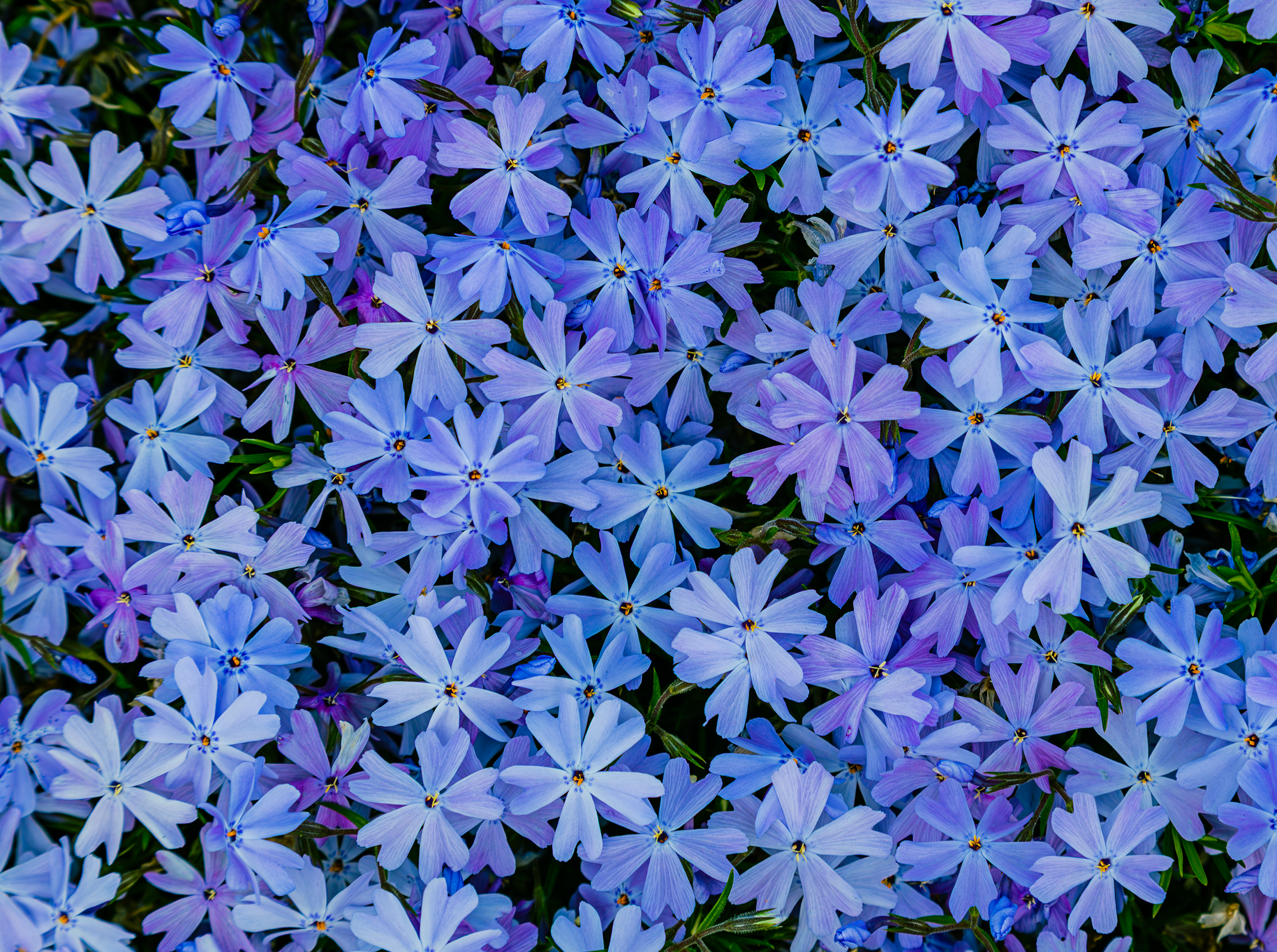 Field of Purple.png