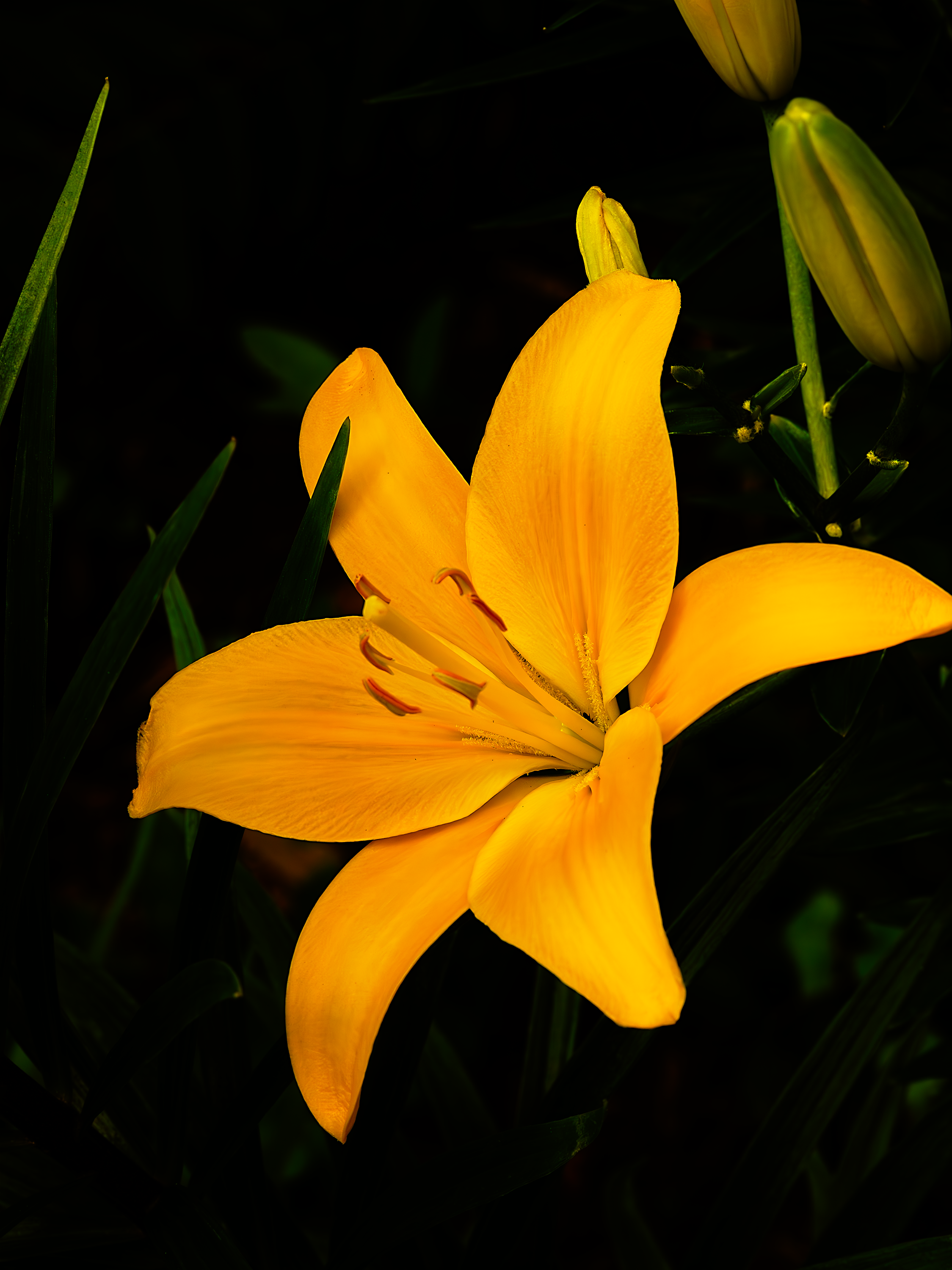 Yellow flower Highpoint NC 2.png