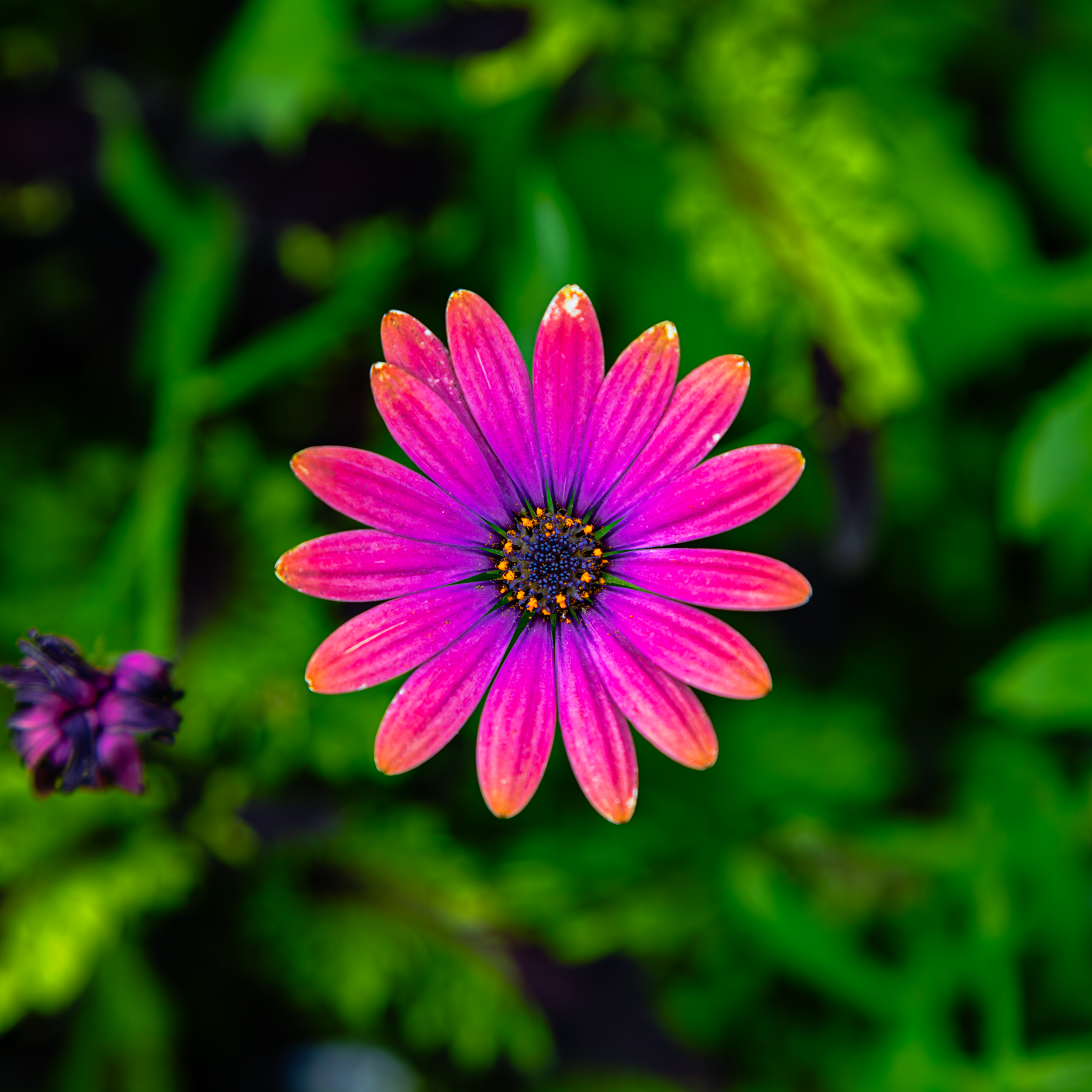 Pink flower Kentucky.png