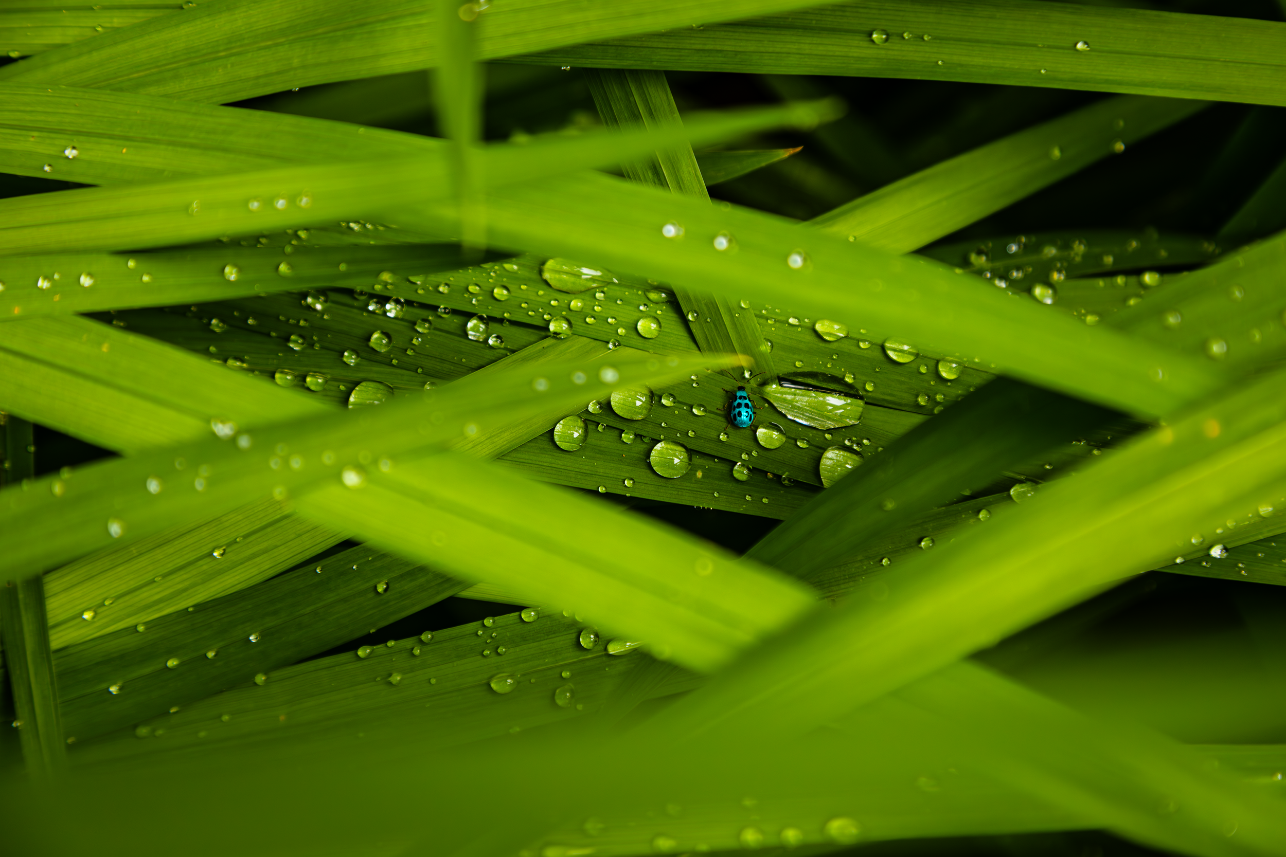 Bug and Water on Plant 2.png