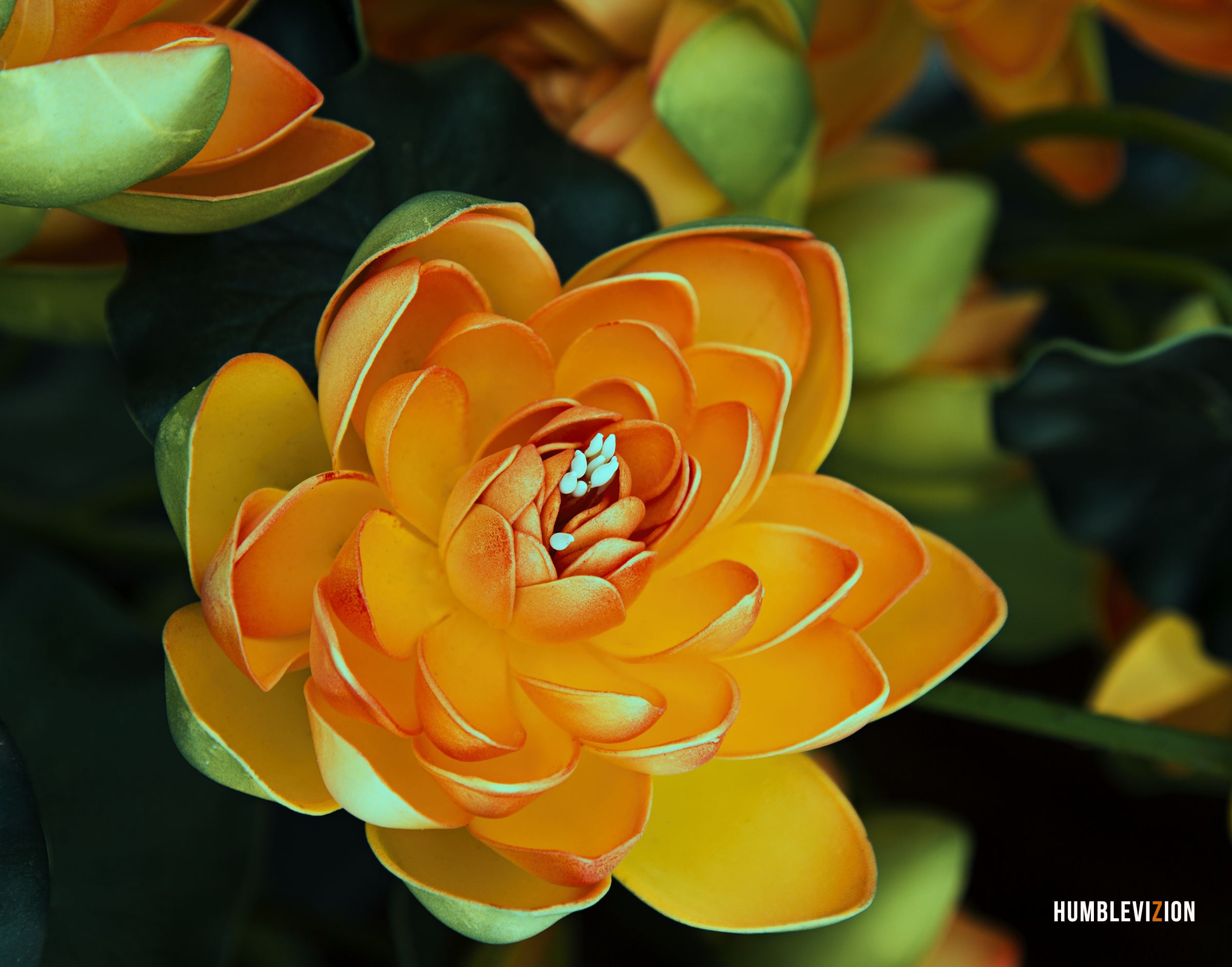 Orange Flower.png
