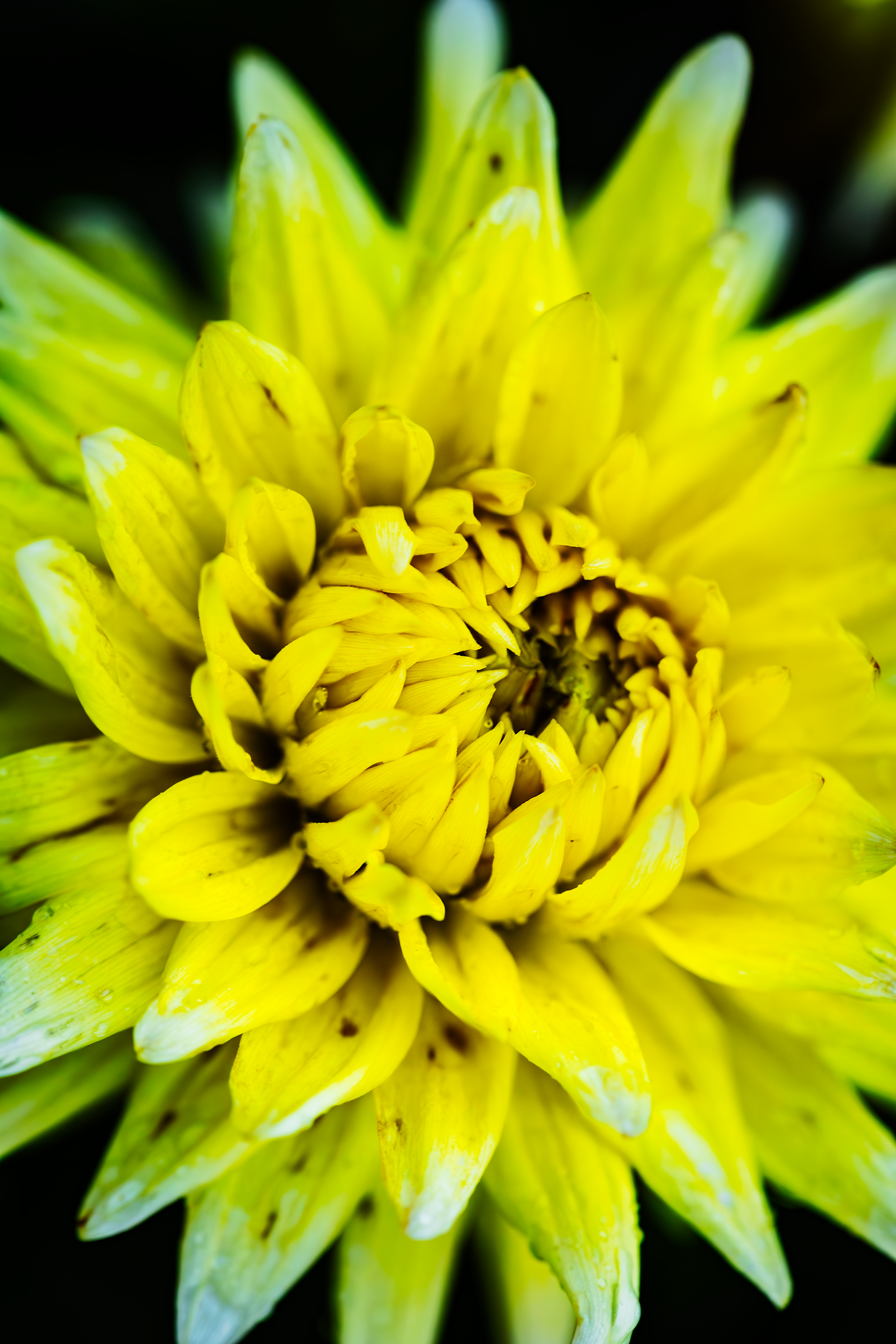 Yellow+Flower+with+a+lot+of+petals.png