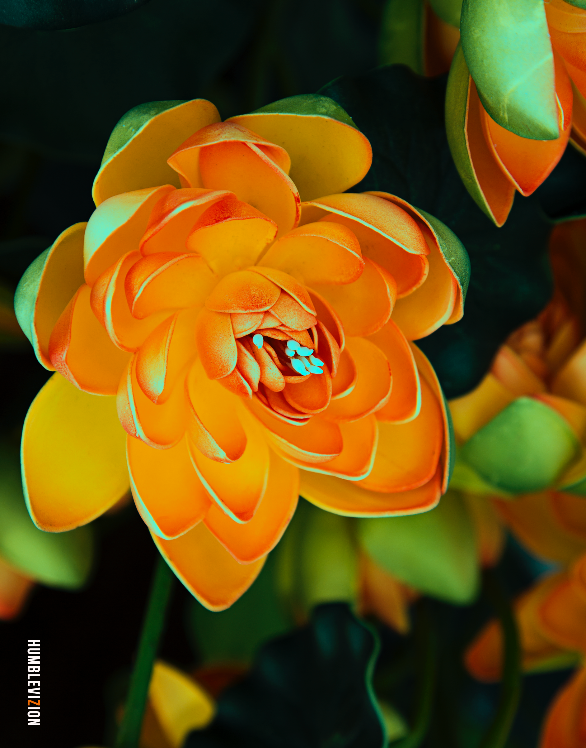 Orange+Flower.png