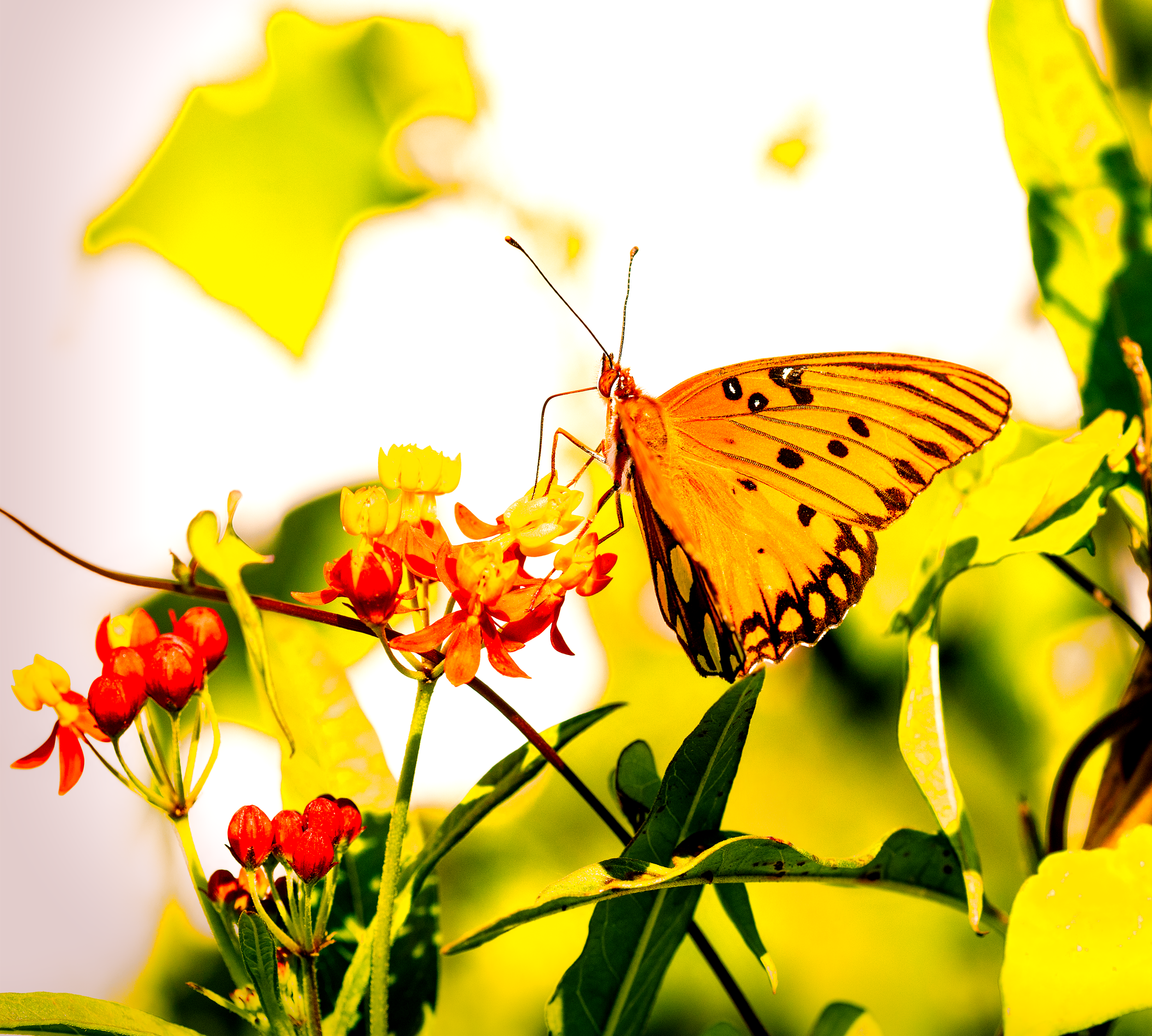 orange butterfly 4.png