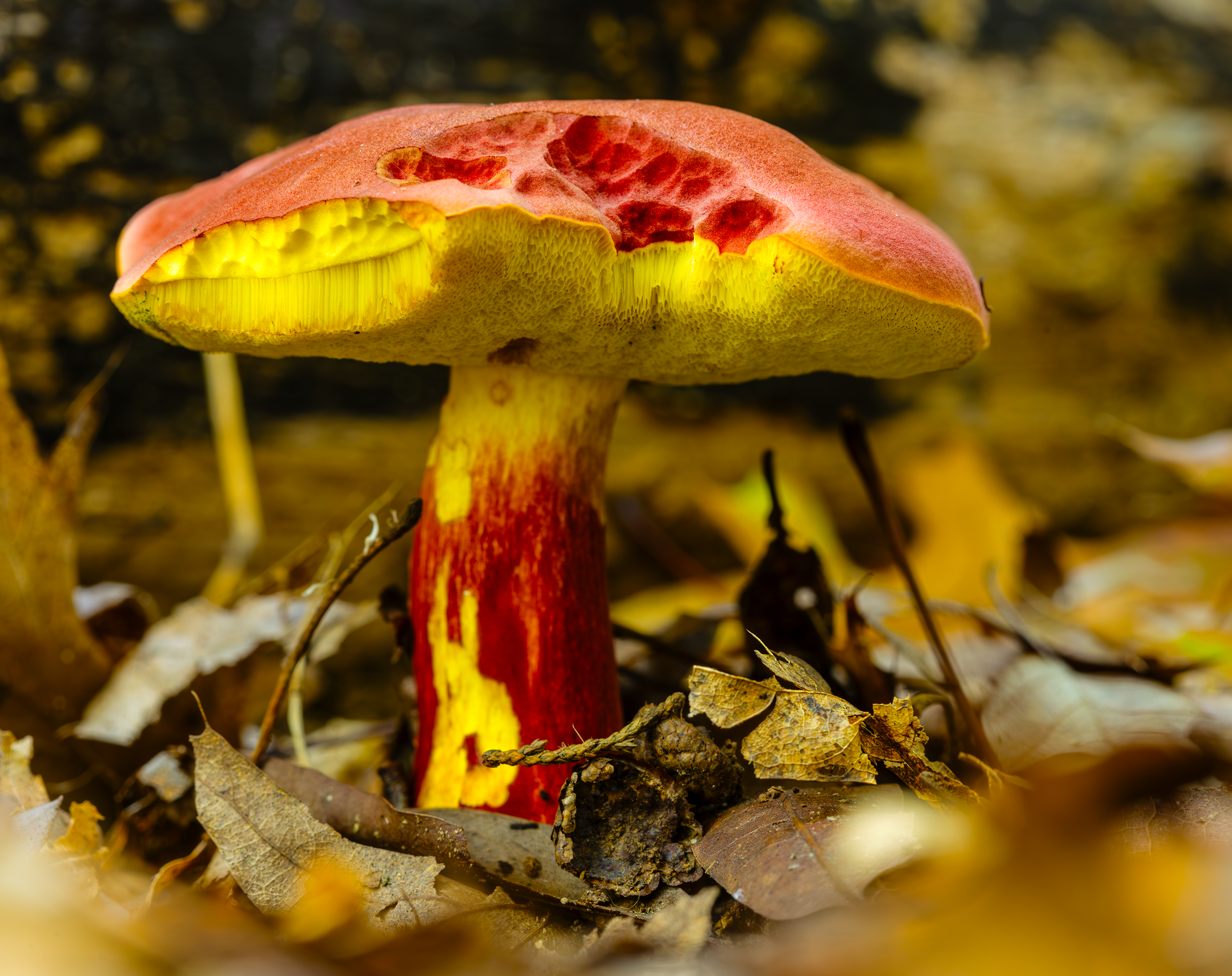 Red and Yellow Mushroom 2.png