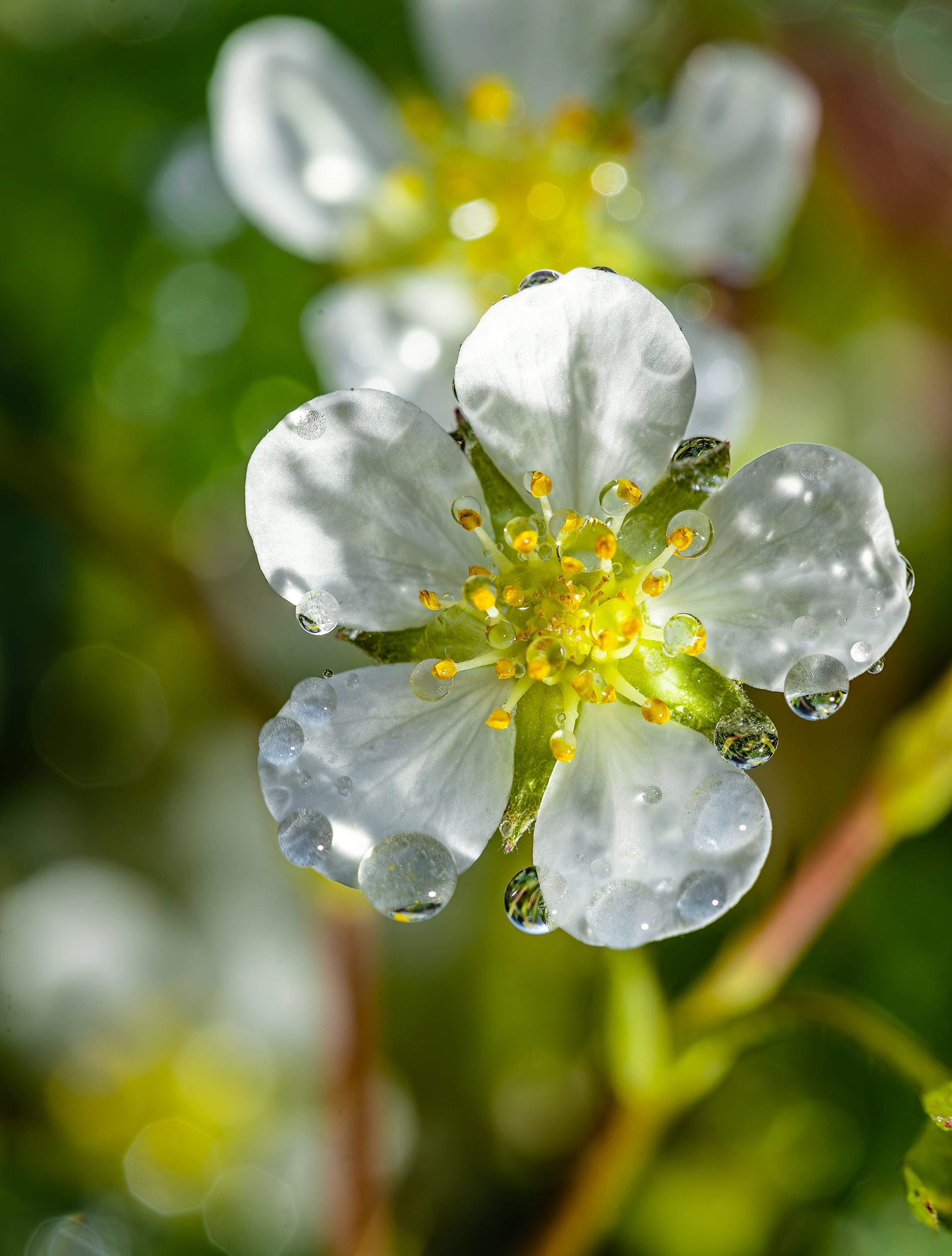 Water on small white flower.png