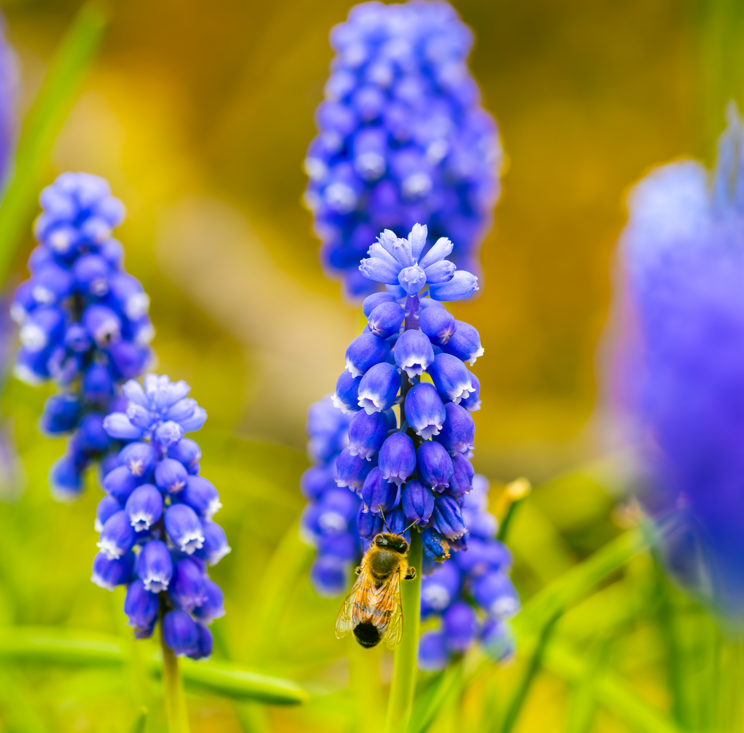 Blue Flower DC with bee.png