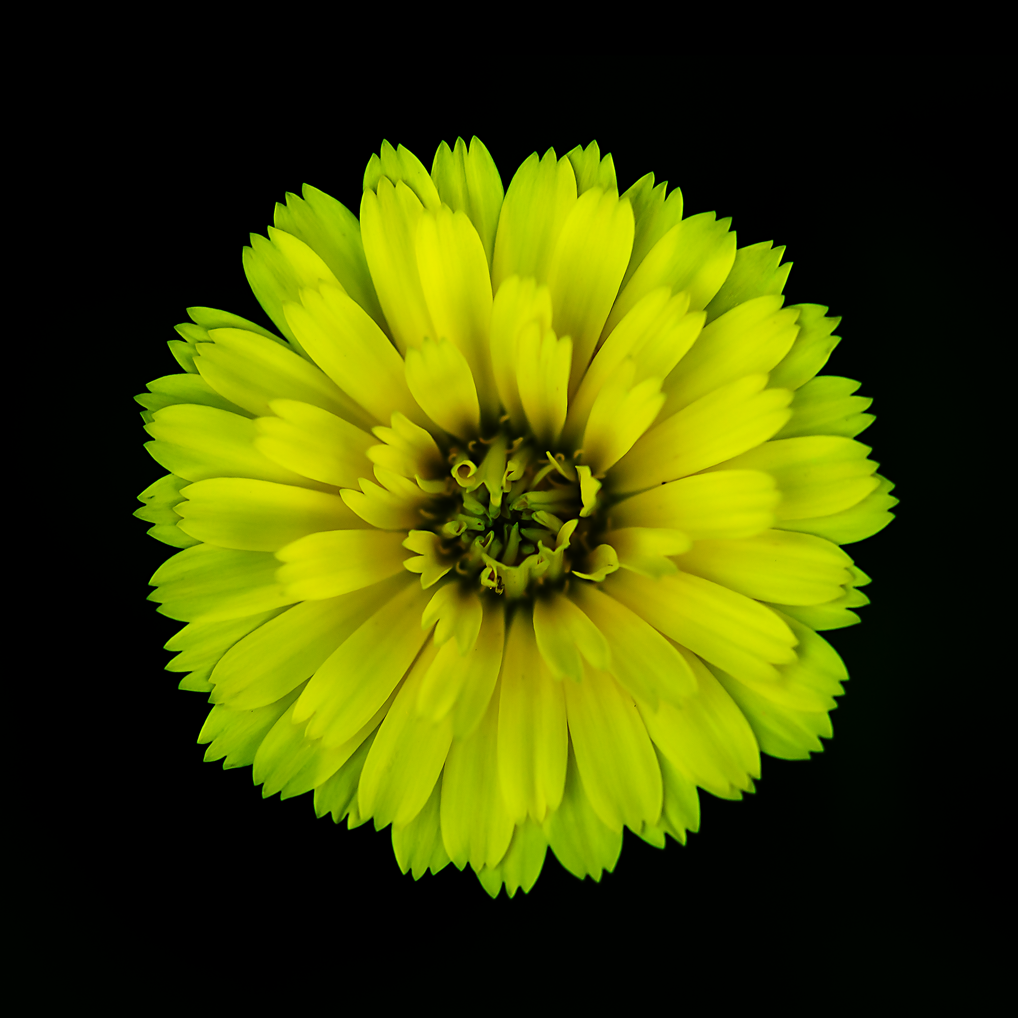 yellow flower square.png