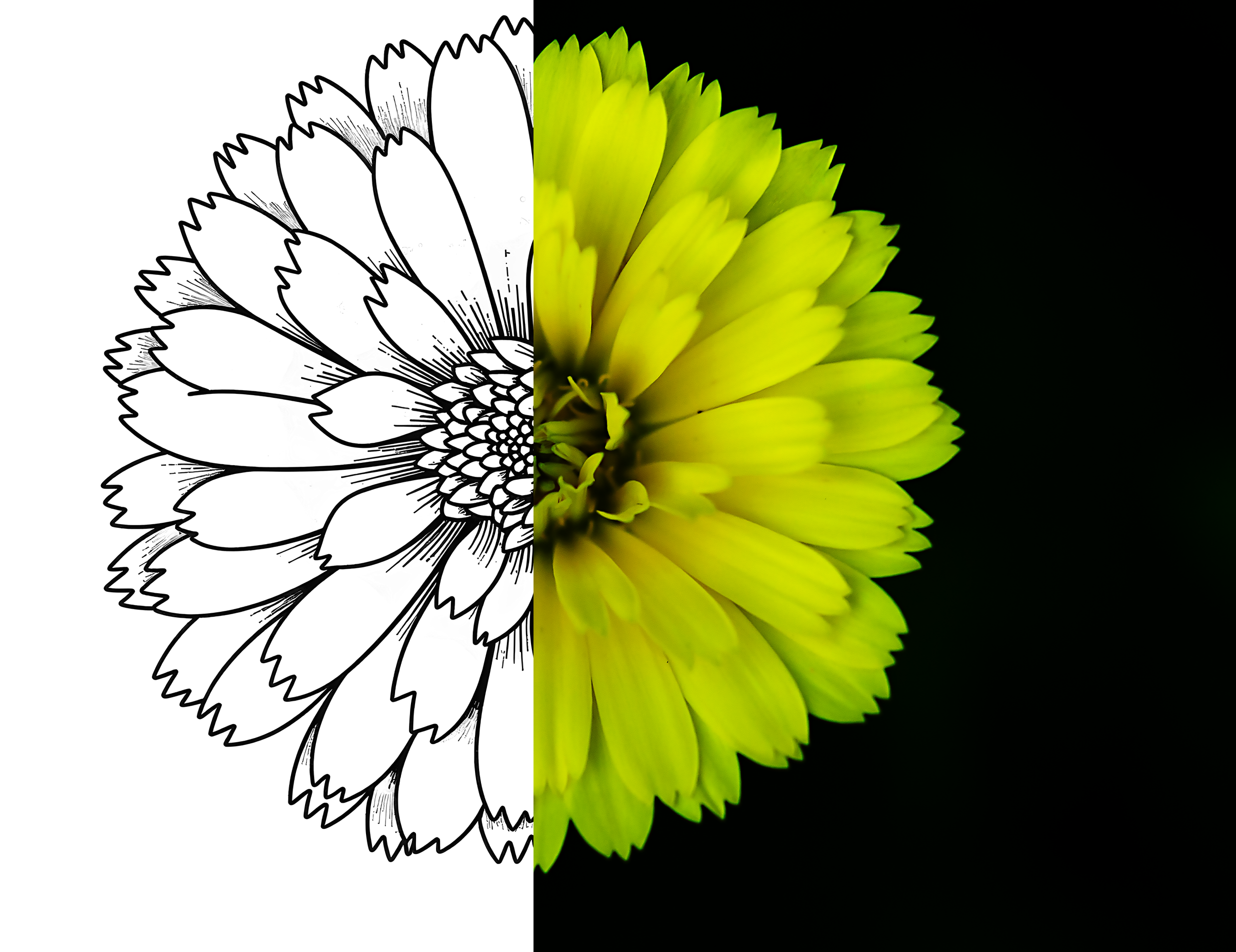 flower bloom design mix.png