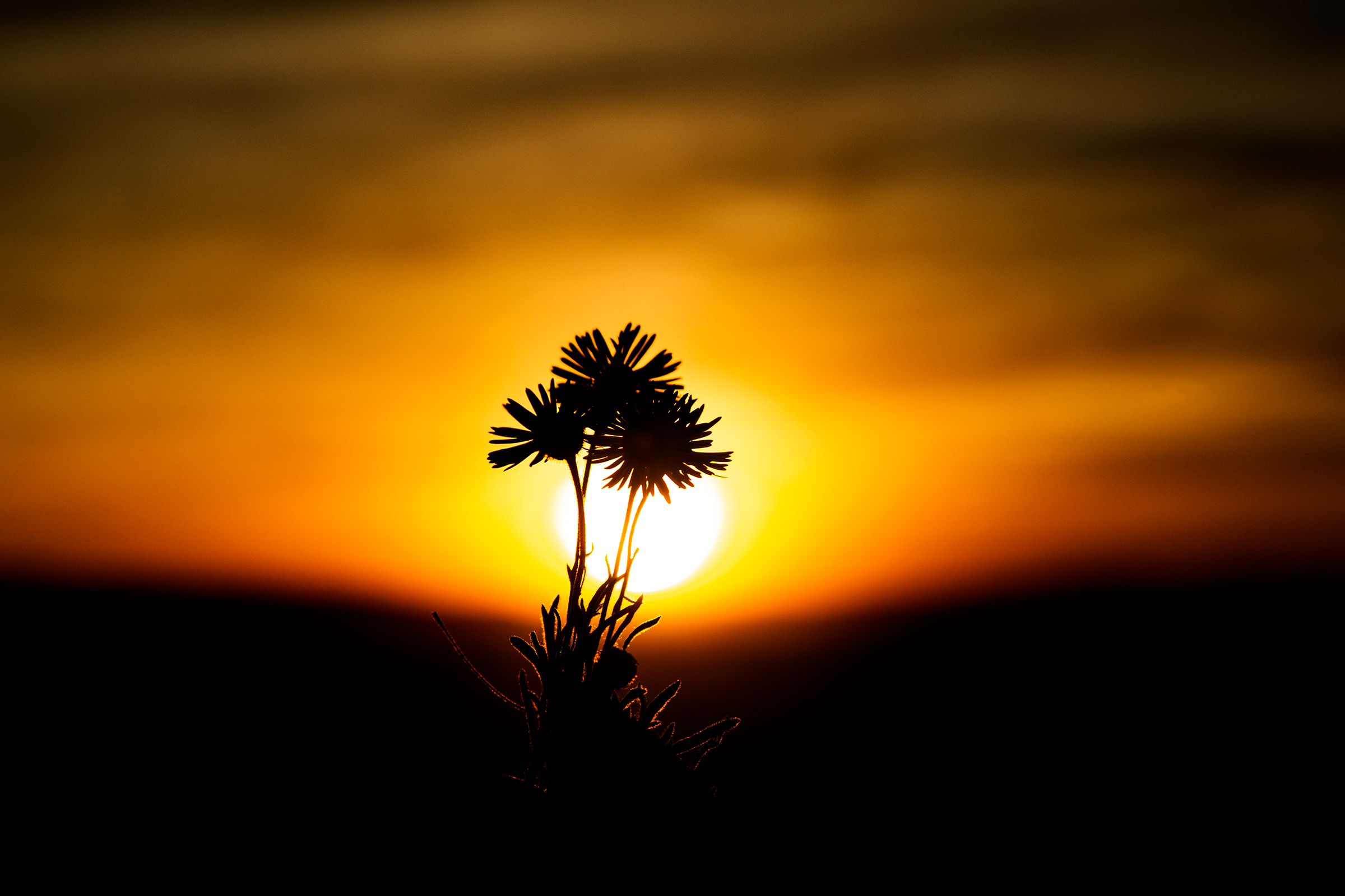 Utah Flower sun rise.png