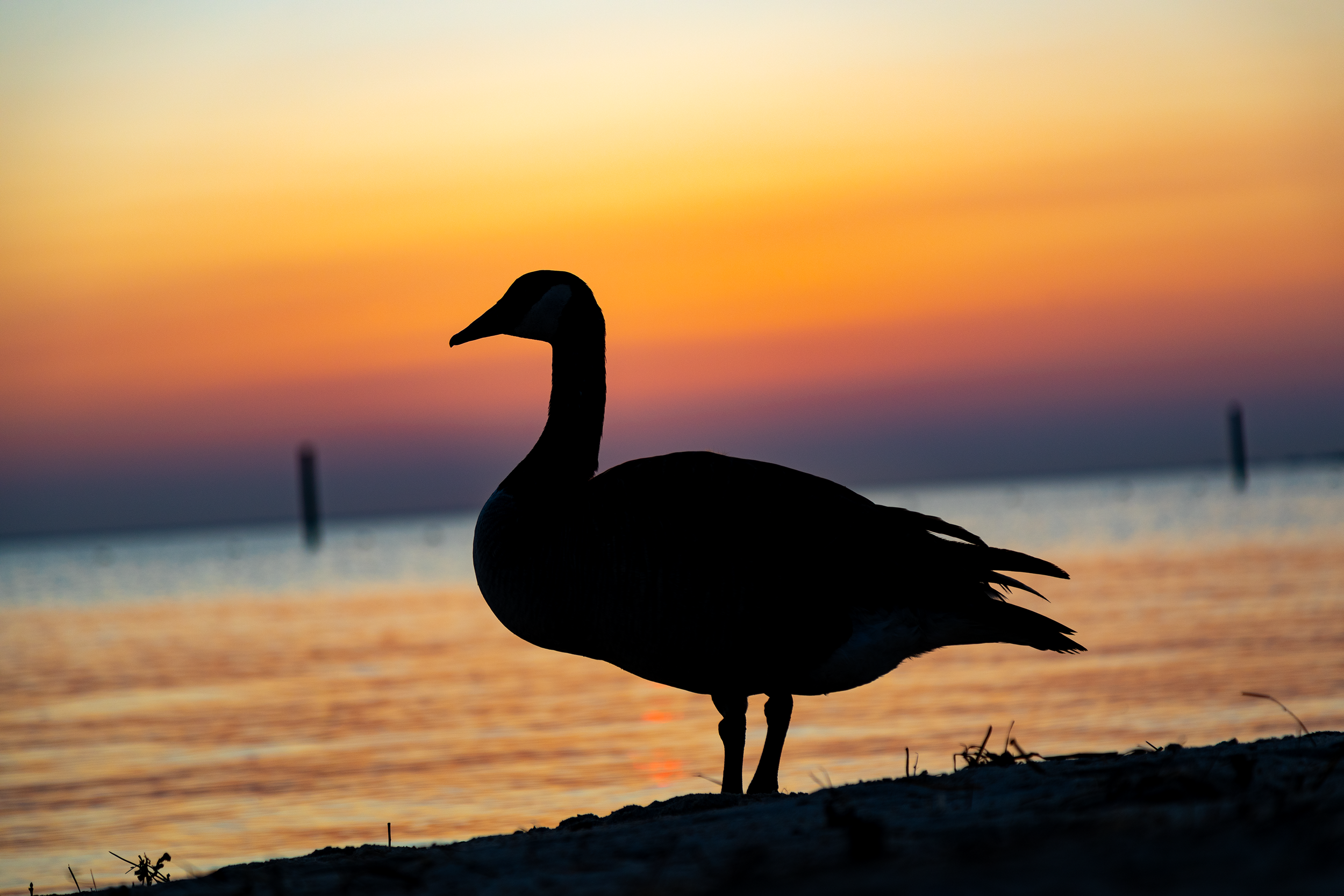 goose on sunset.png
