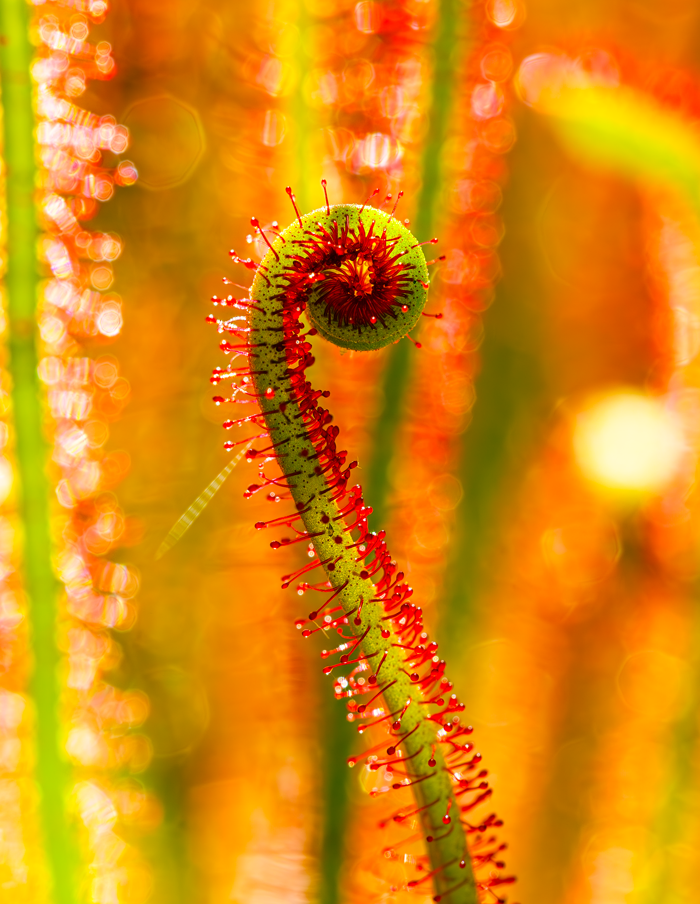 plant with red tips.png