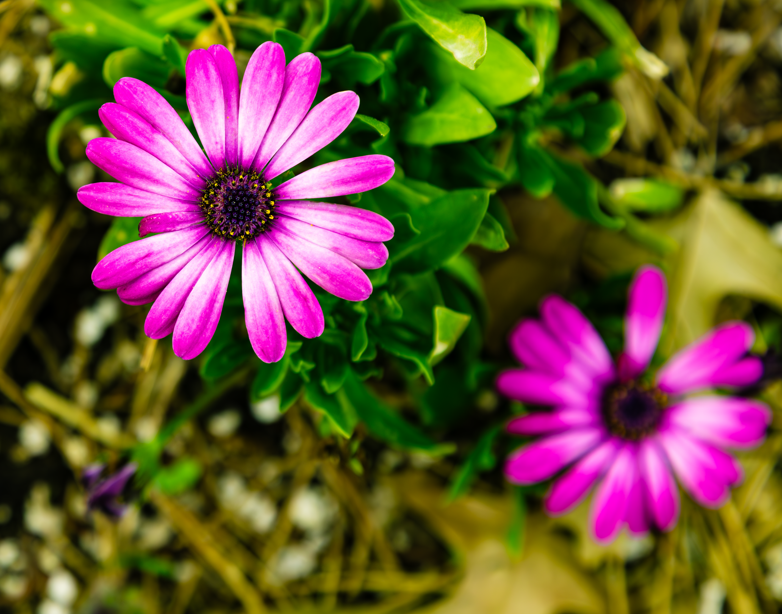 purple petal flower.png