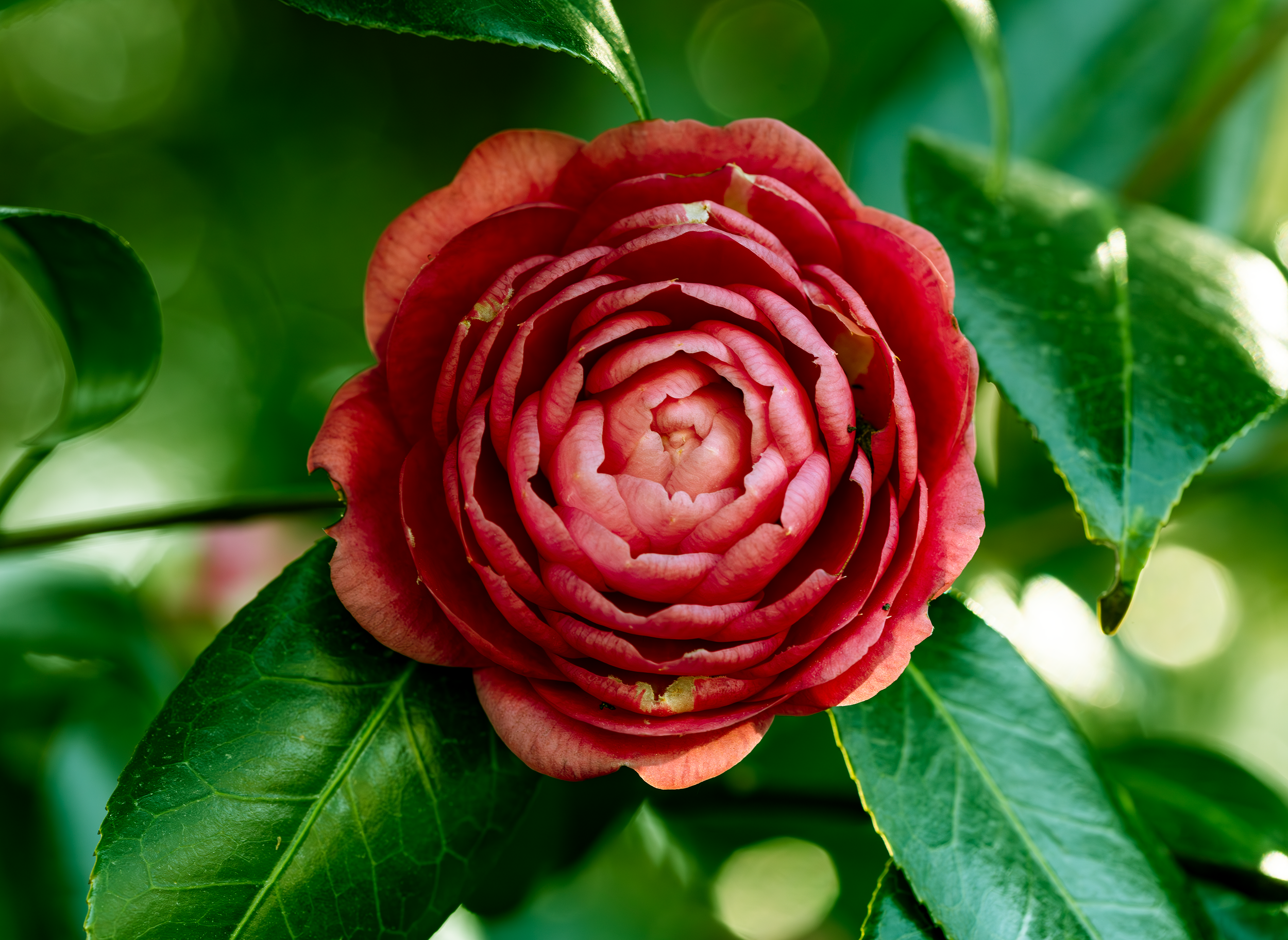 Pink Flower Chesapeak Arborettum 3.png