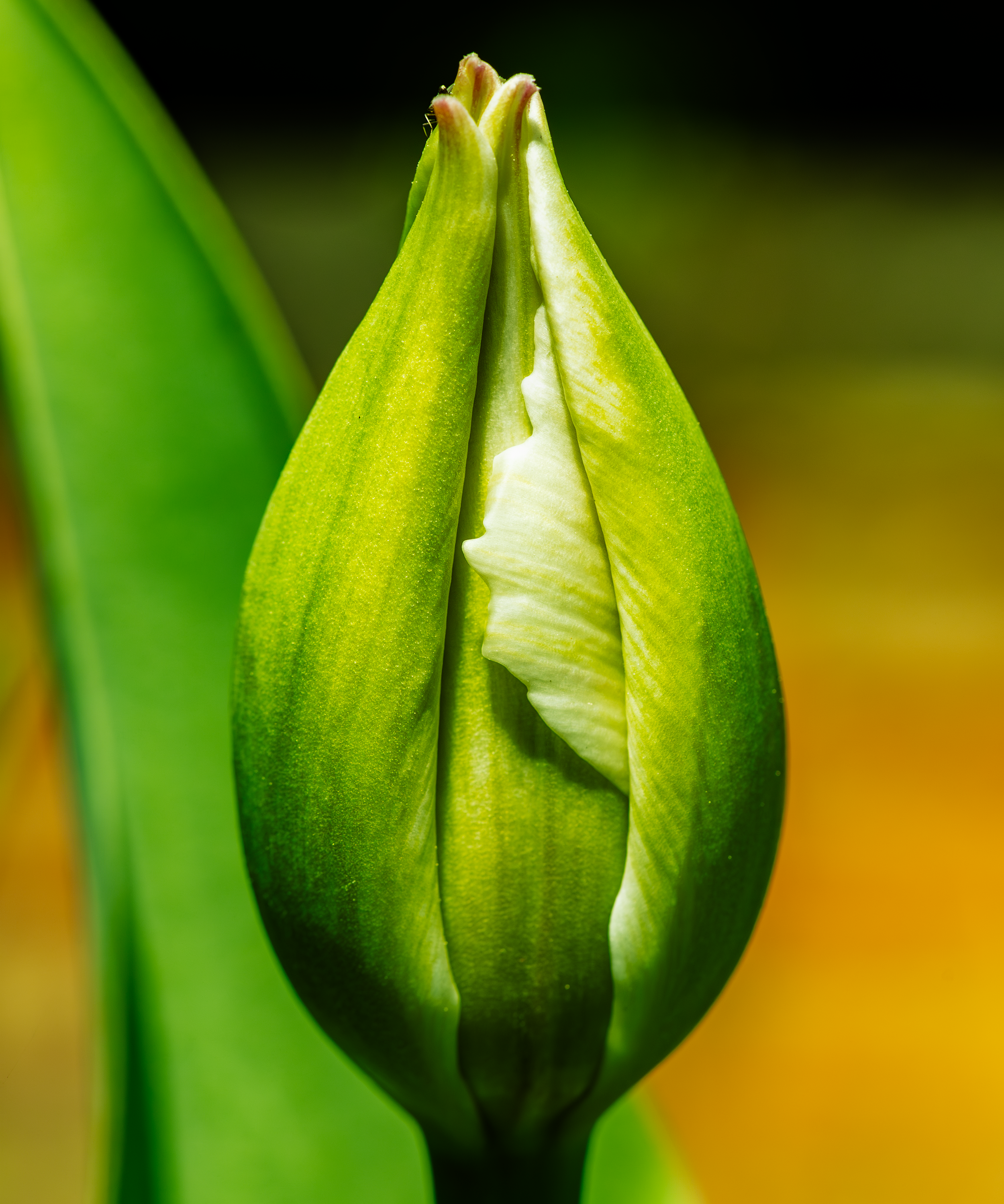 before the bloom.png