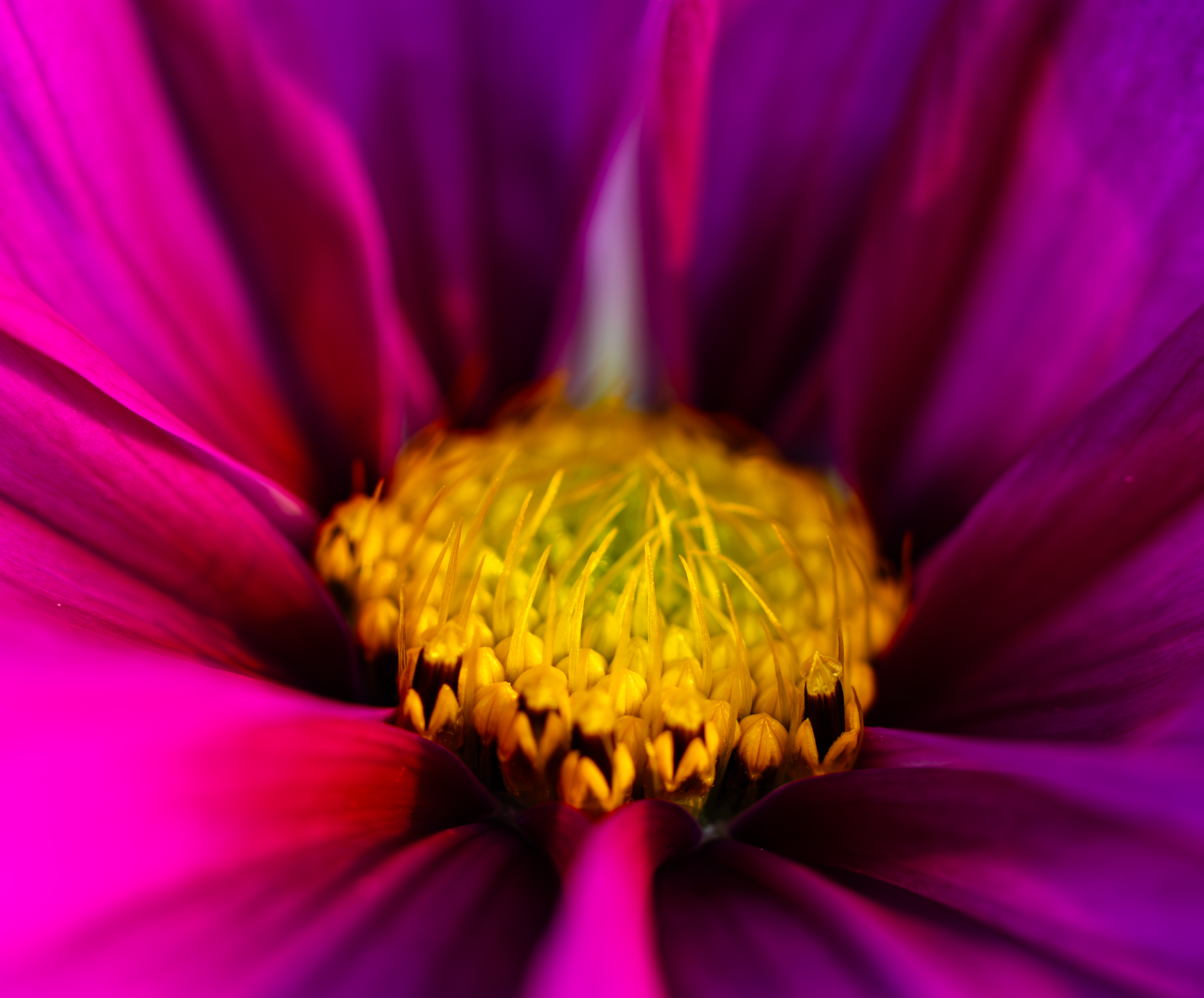 Pink flower in Anapolis 2.png