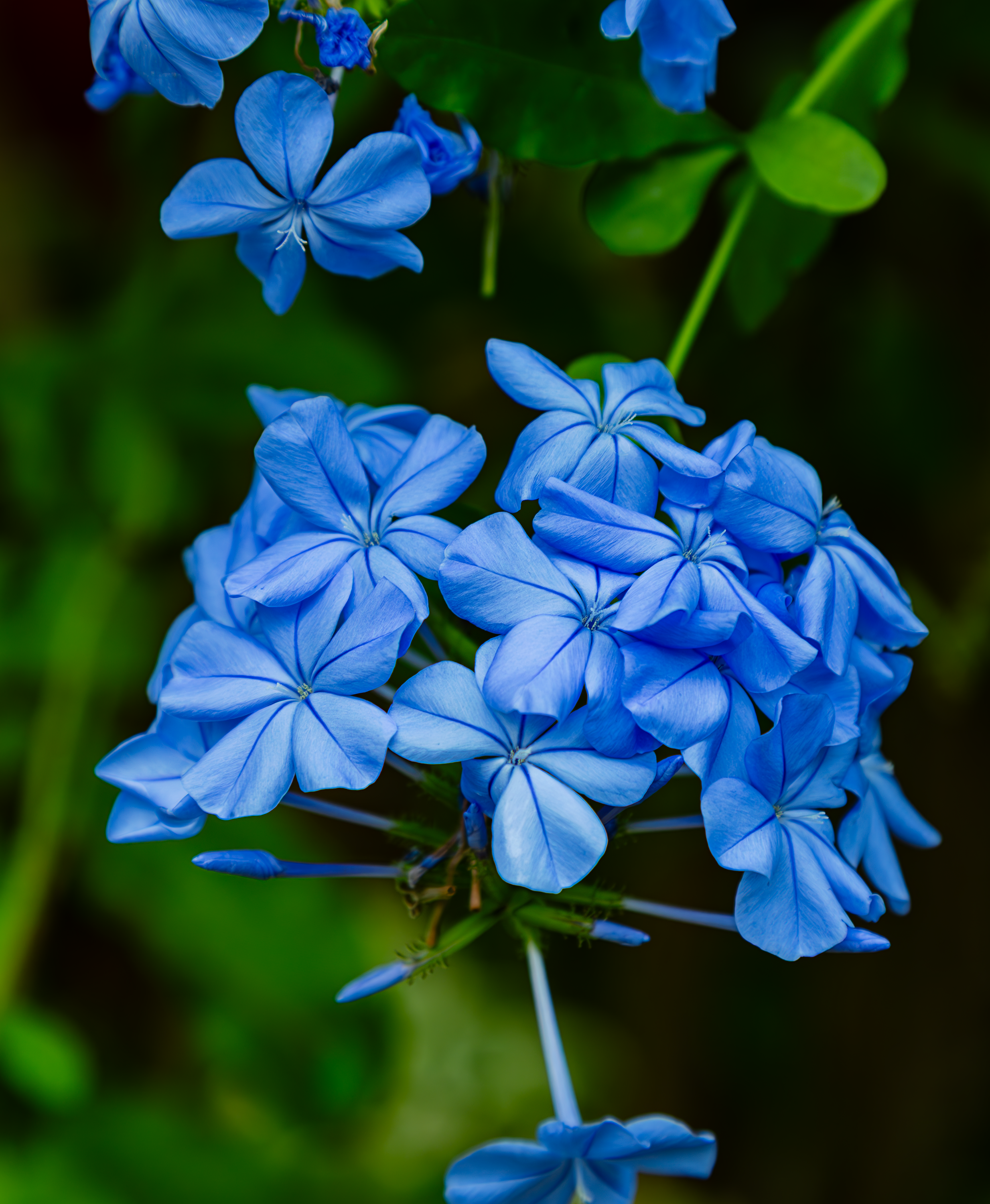 Purple flowers Kentucky.png