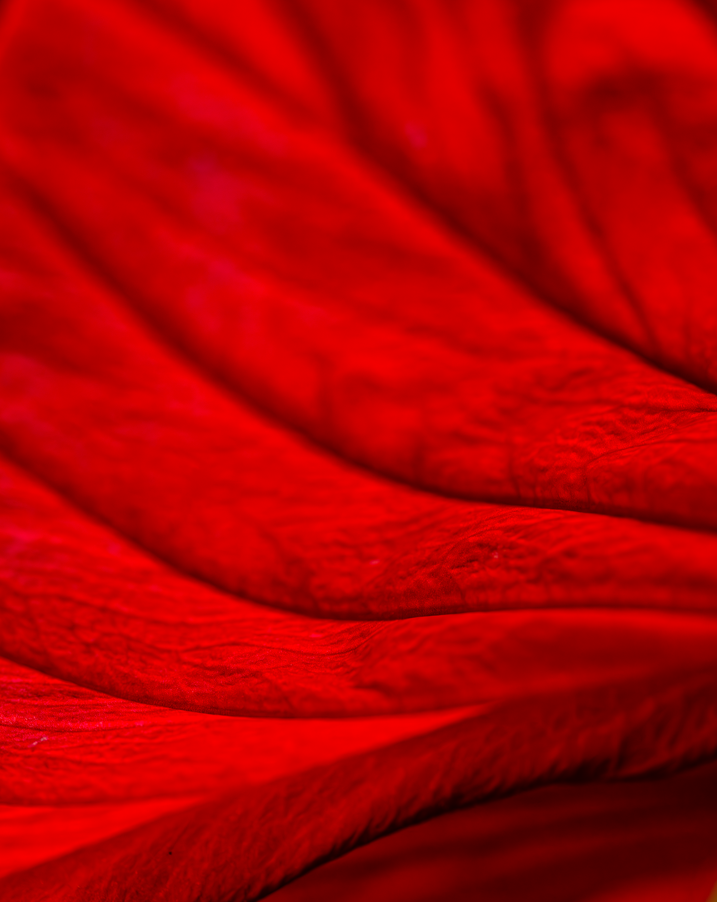 red flower pattern.png