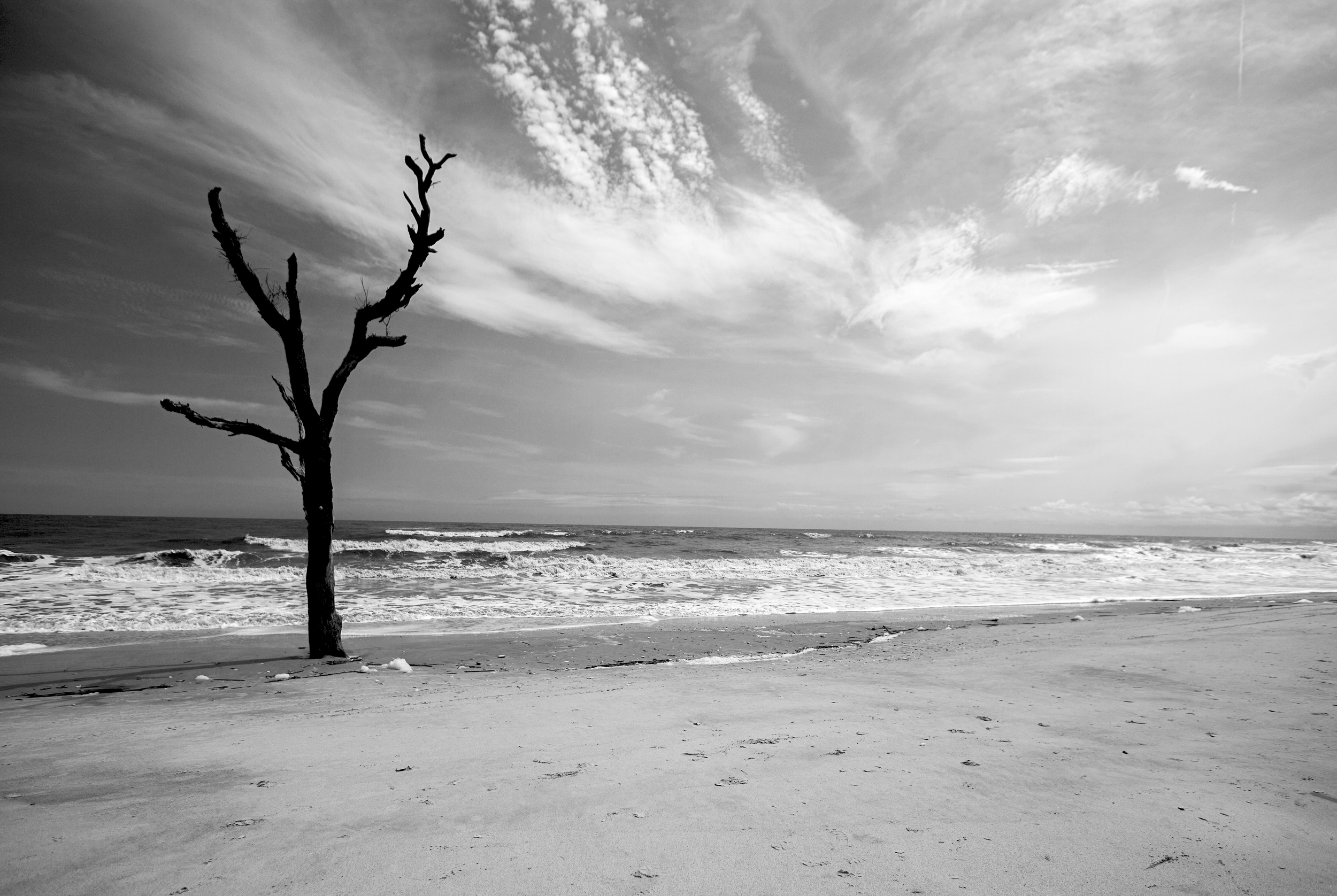 lone tree.png