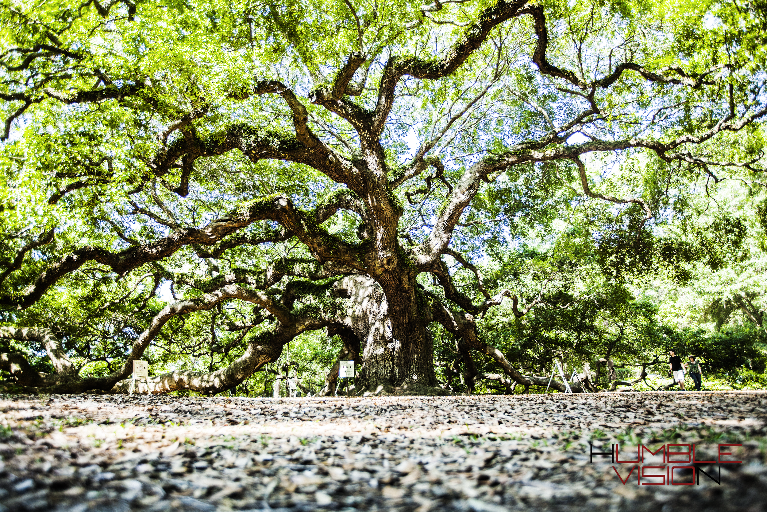 angle oak wide view color.png
