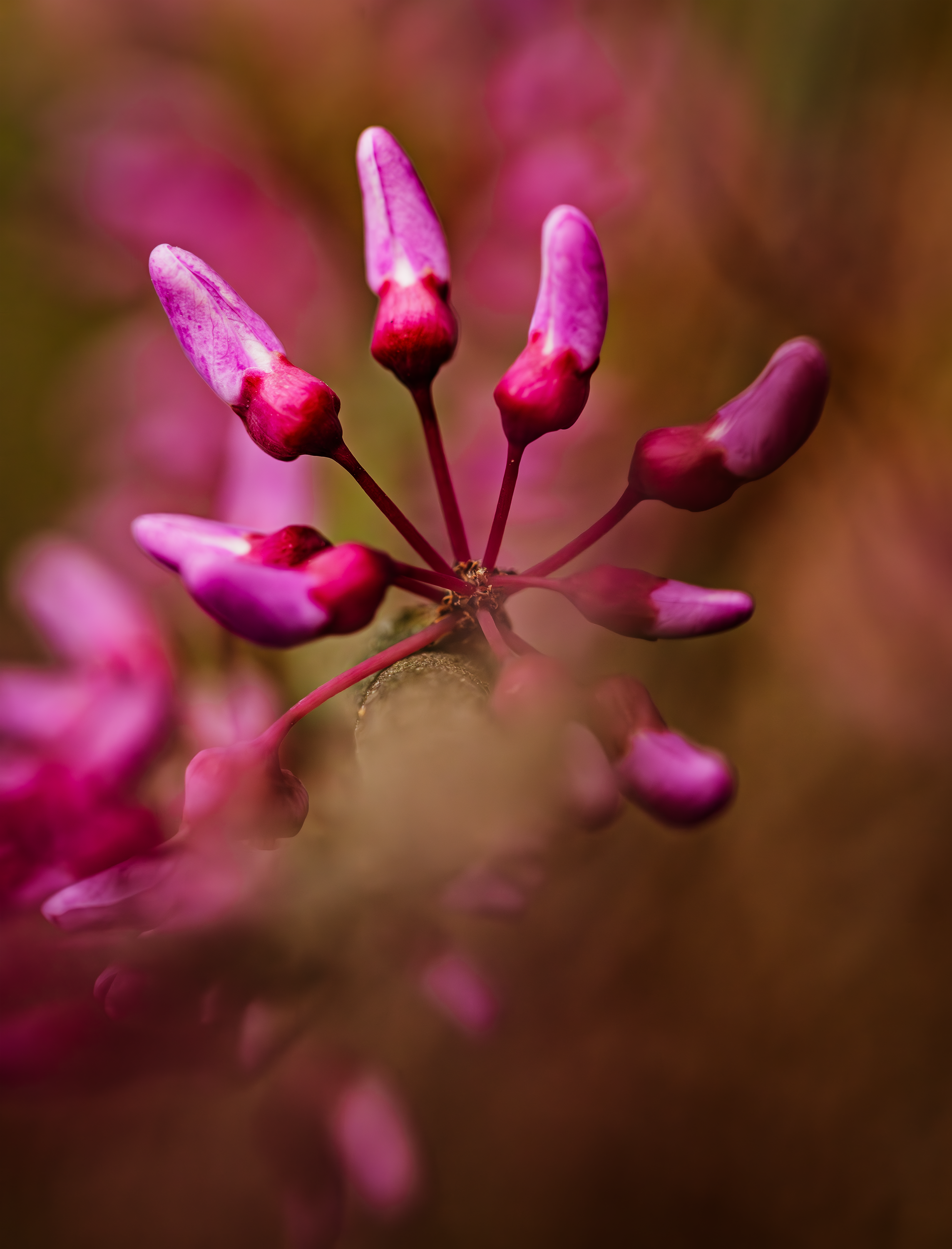 Pink spinning buds.png