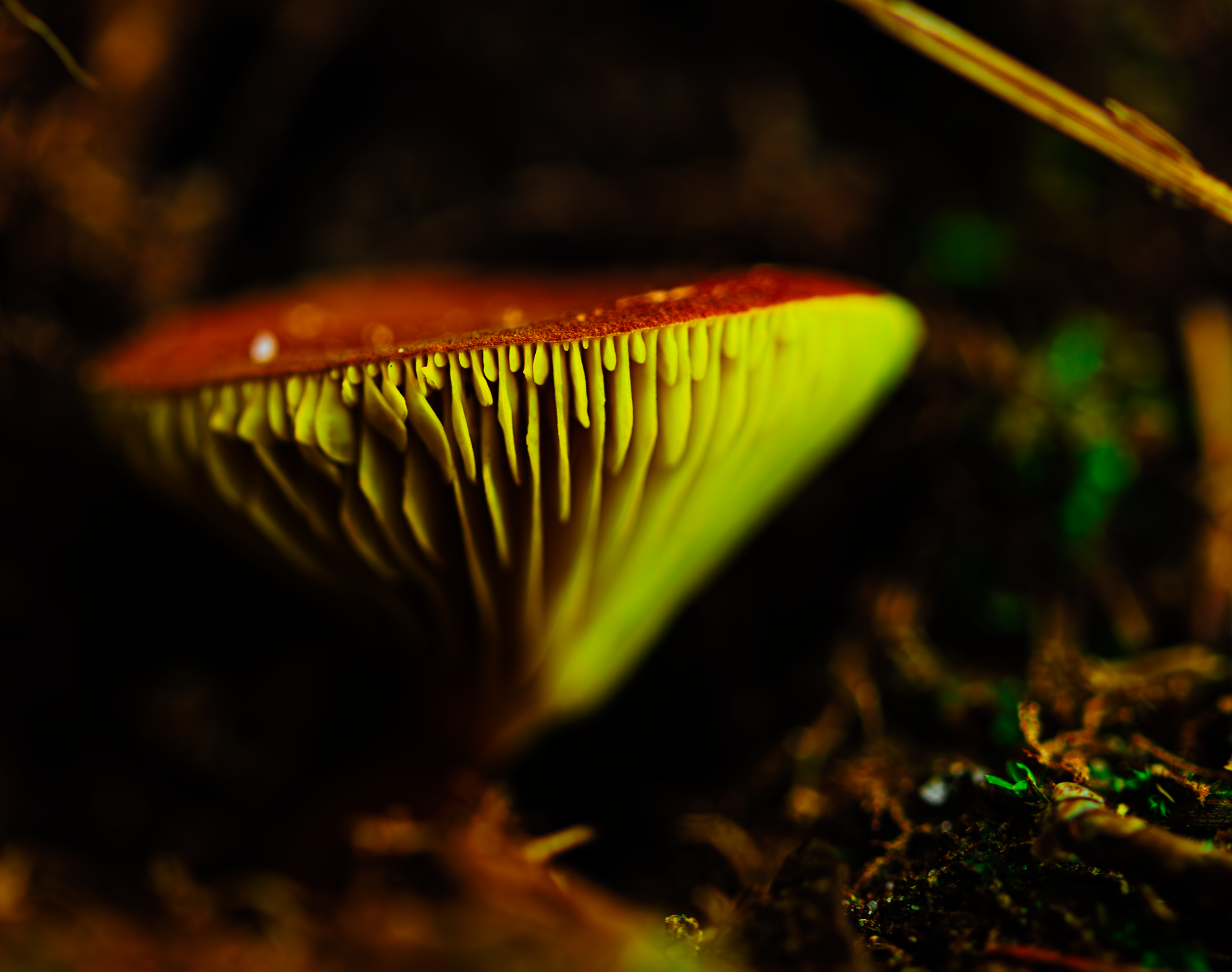Mushroom in VA.png