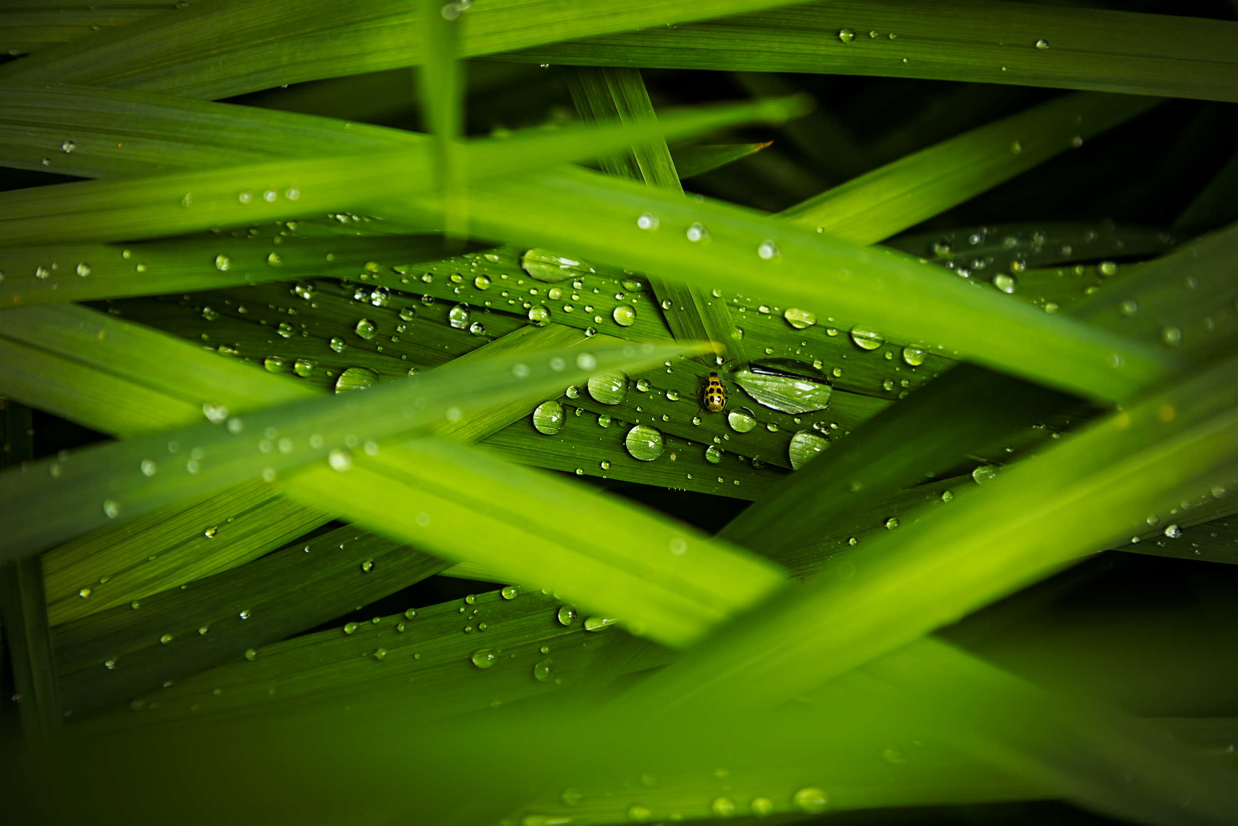 Bug and Water on Plant.png