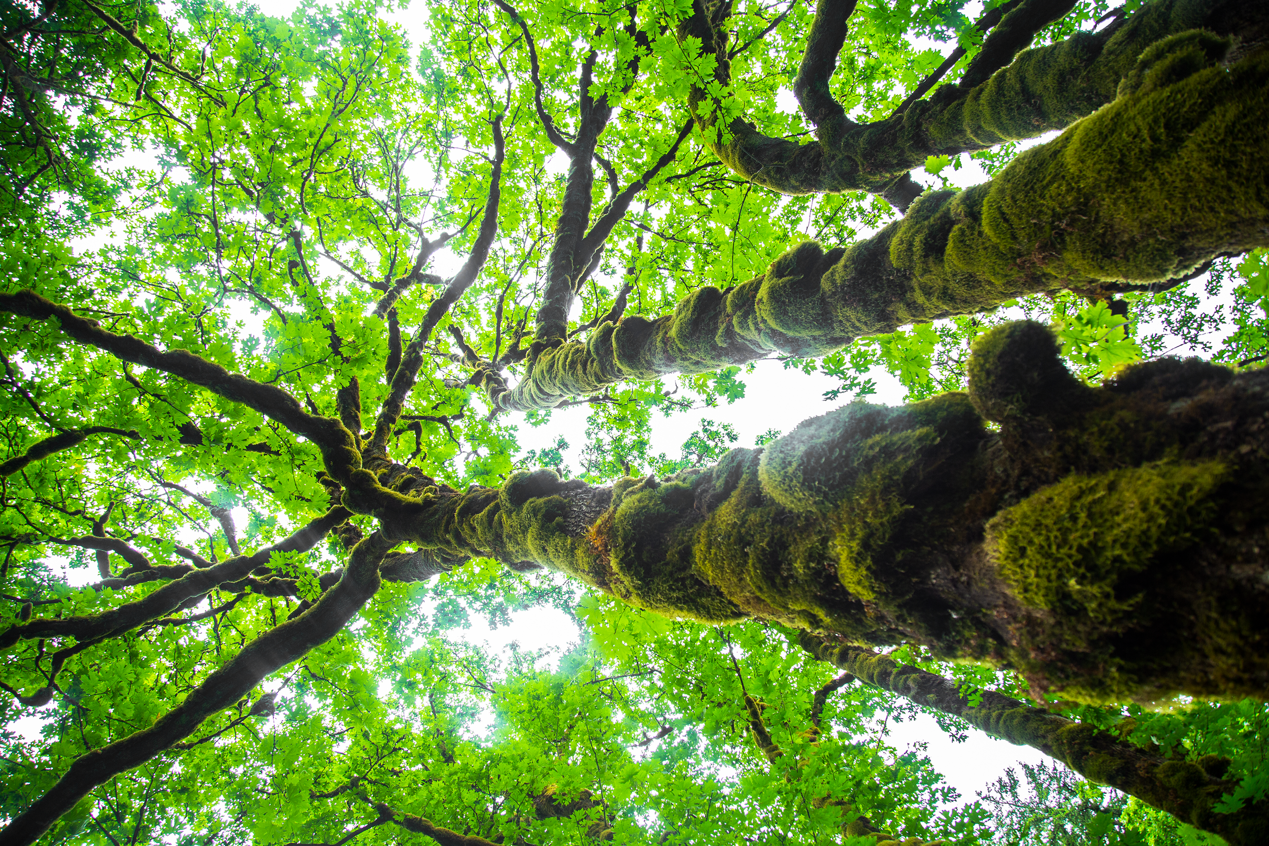 Moss Trees.png