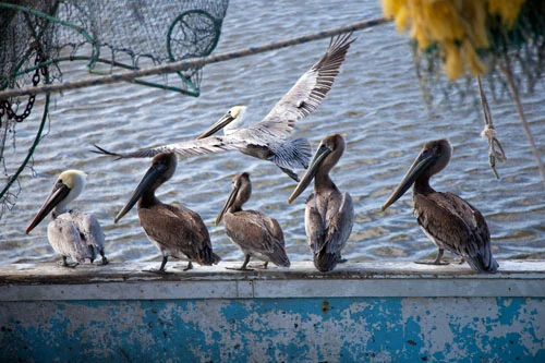 coolpelicans.jpg