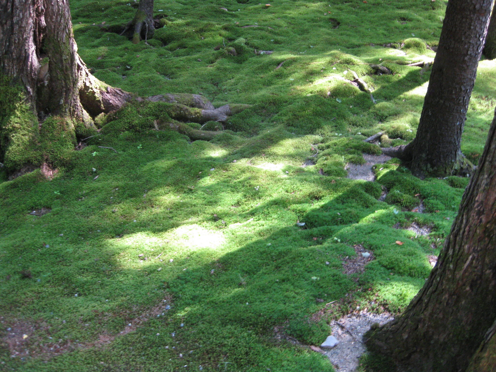 Kiss the Earth with your Feet