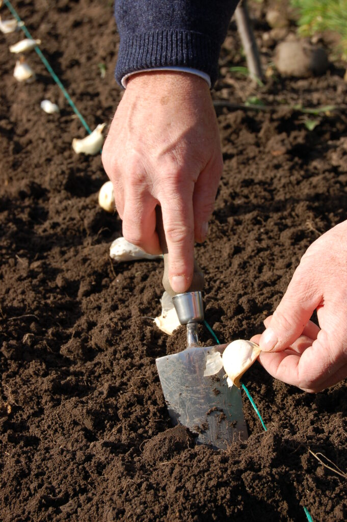 Lessons From a Garlic Clove