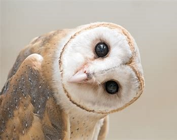 New! &nbsp;More User-Friendly Archive Library