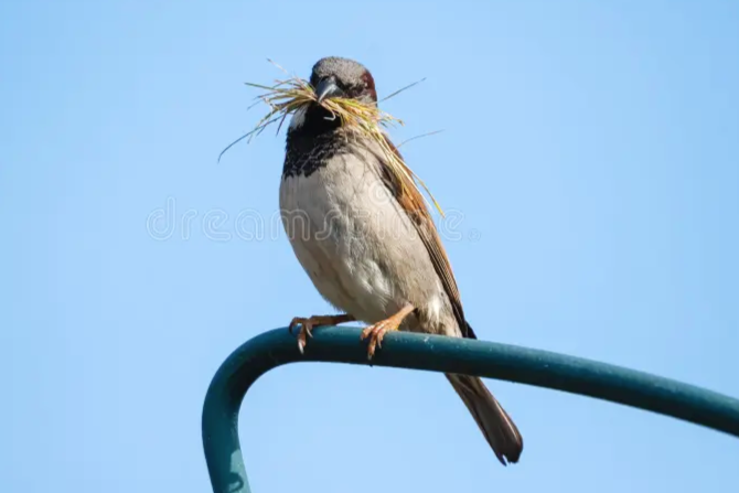 Qigong Class Schedule: March 16 - 22, 2026