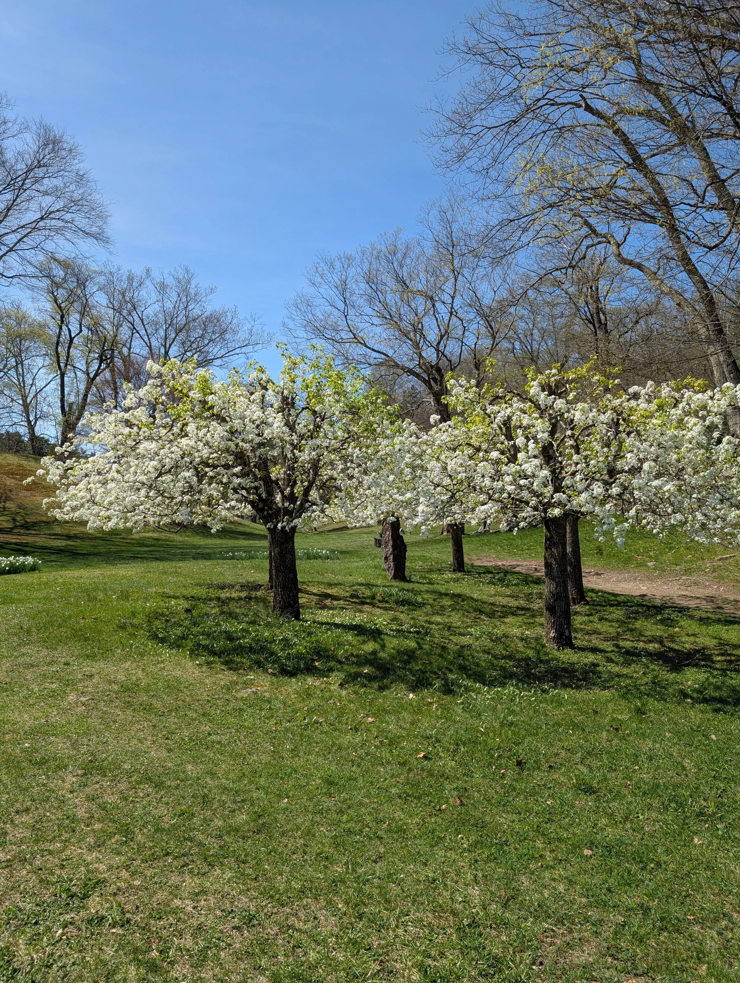 Hello, Qigong Friends! 