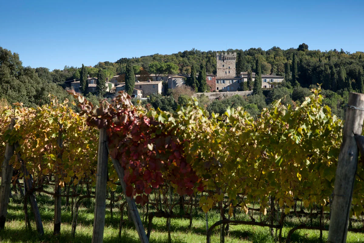 Looking over the vineyard