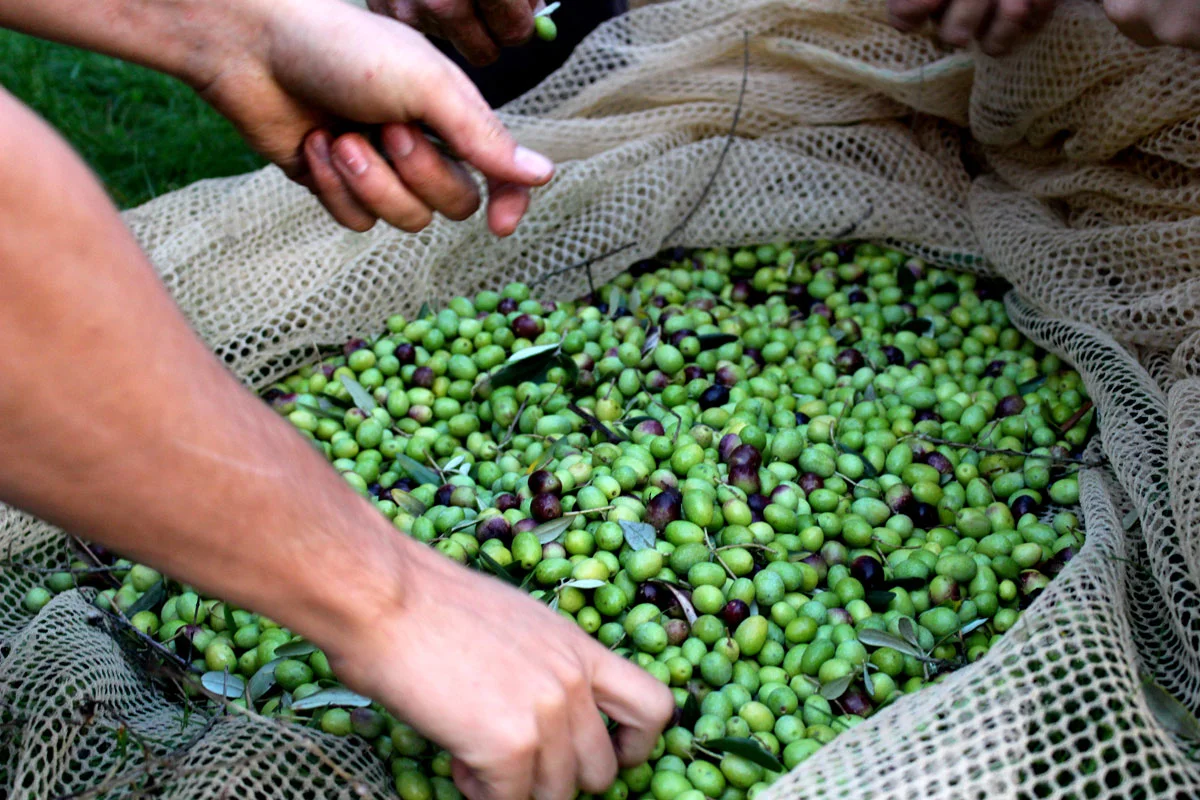 Olives for the house-made olive oil