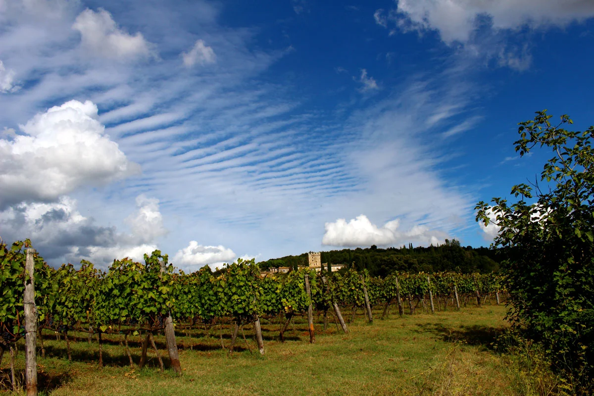 Sky and vines