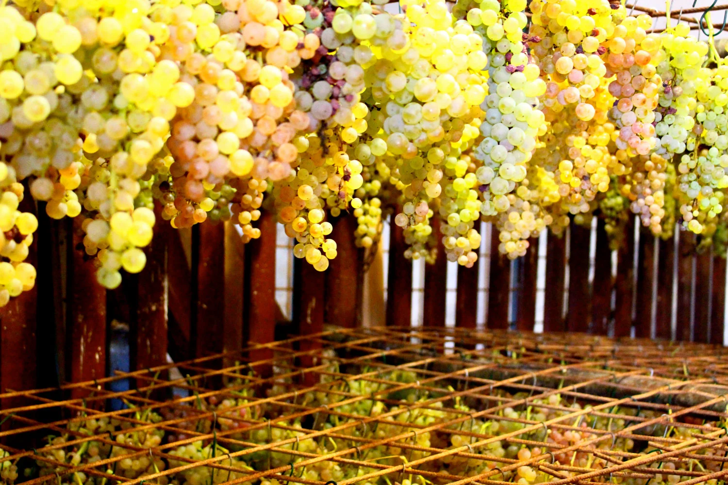 Wine grapes waiting to be bottled
