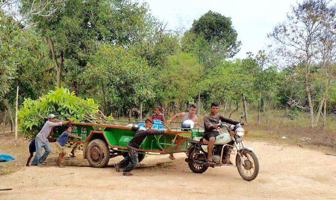 Transporting Mango Trees To A School