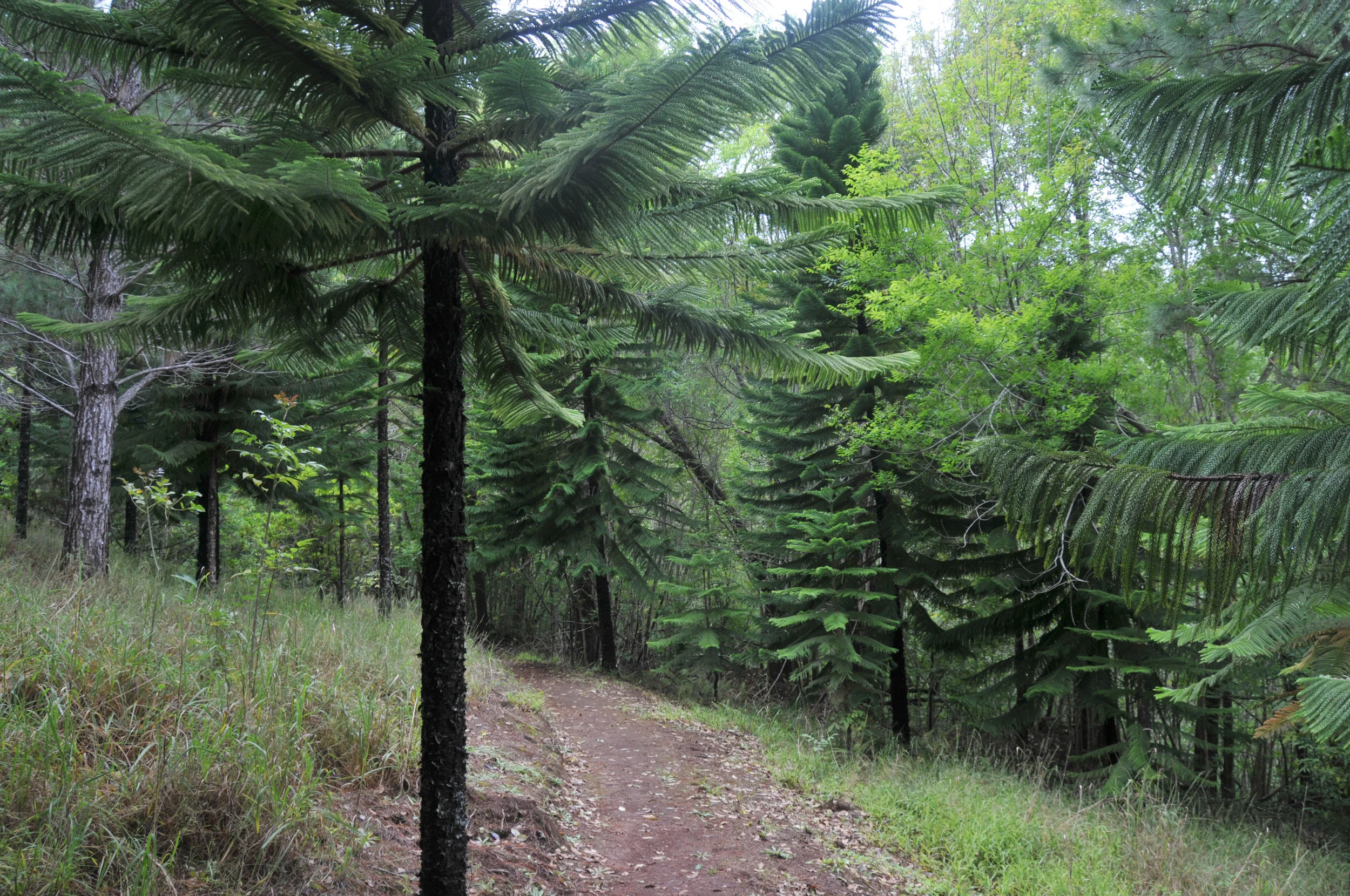 Kapahakapao East Loop Trail