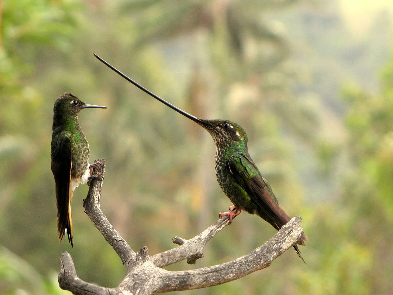 Female sword-billed hummingbird (right) compared to a buff-tailed coronet with shorter beak