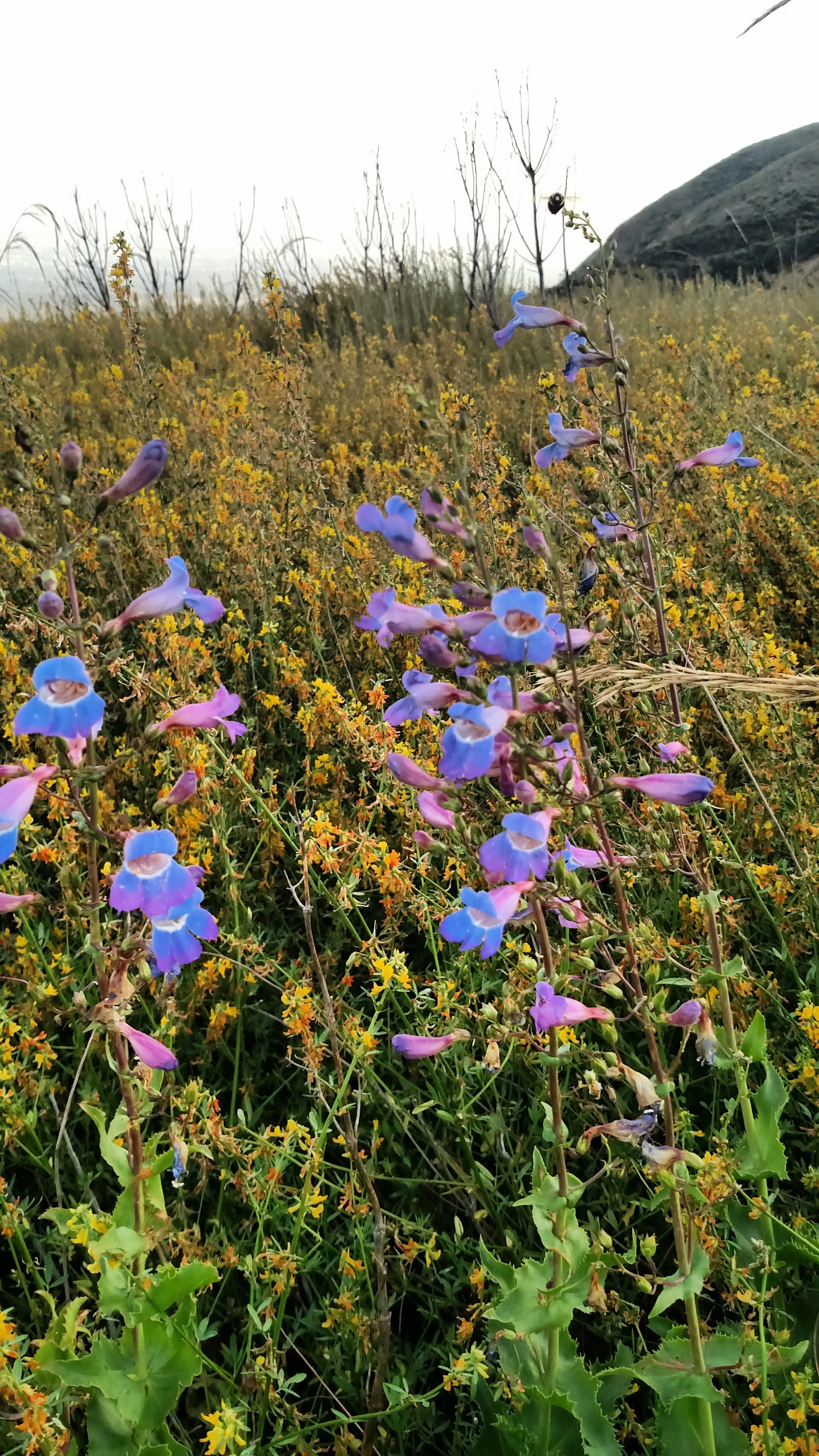 Photo by Micah Tasaka at Etiwanda Preserve, Rancho Cucamonga, CA.