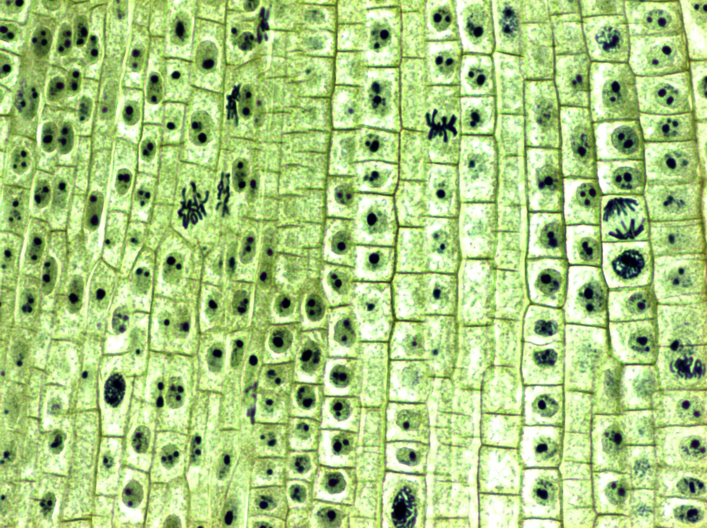 cell structure_4.jpg