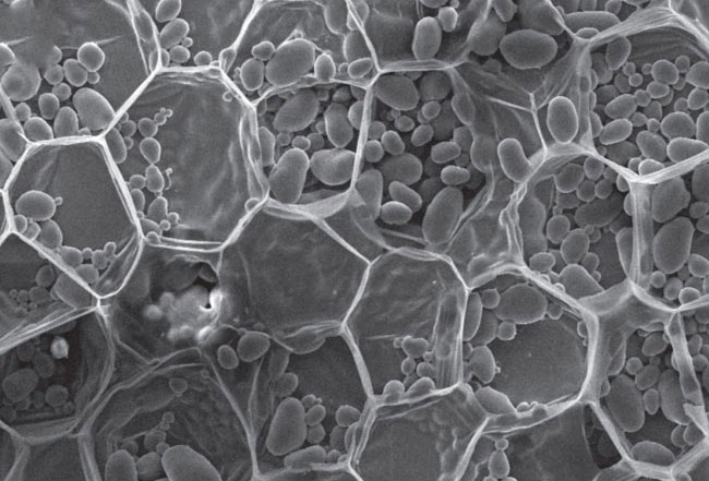 precedent research //plant cell structures//