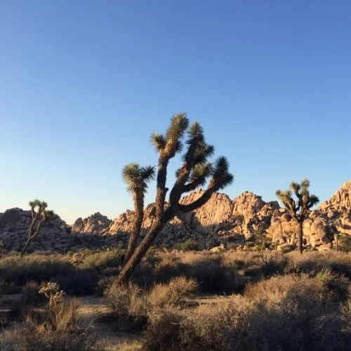 joshua tree 1.jpeg